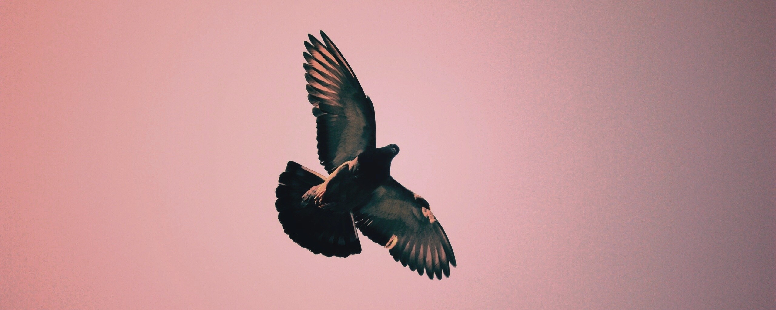 Голубь в полёте обои