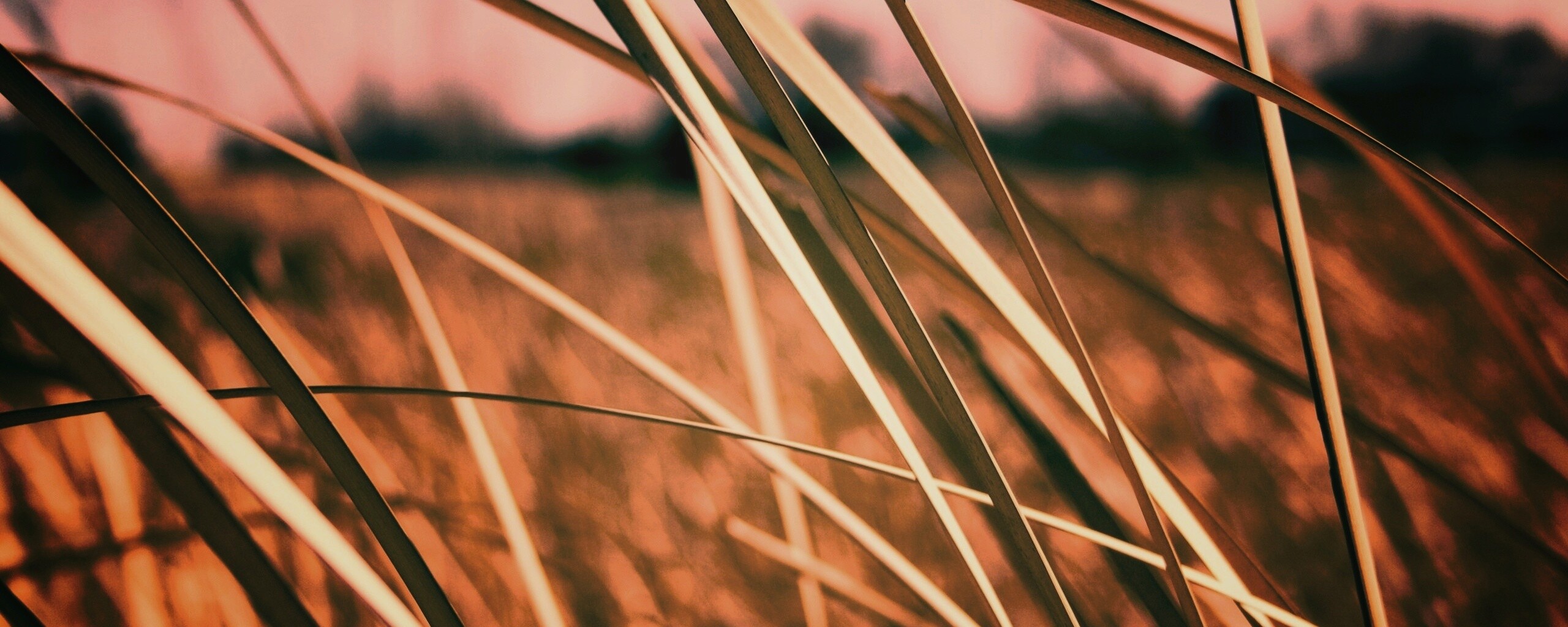 Желтая трава обои