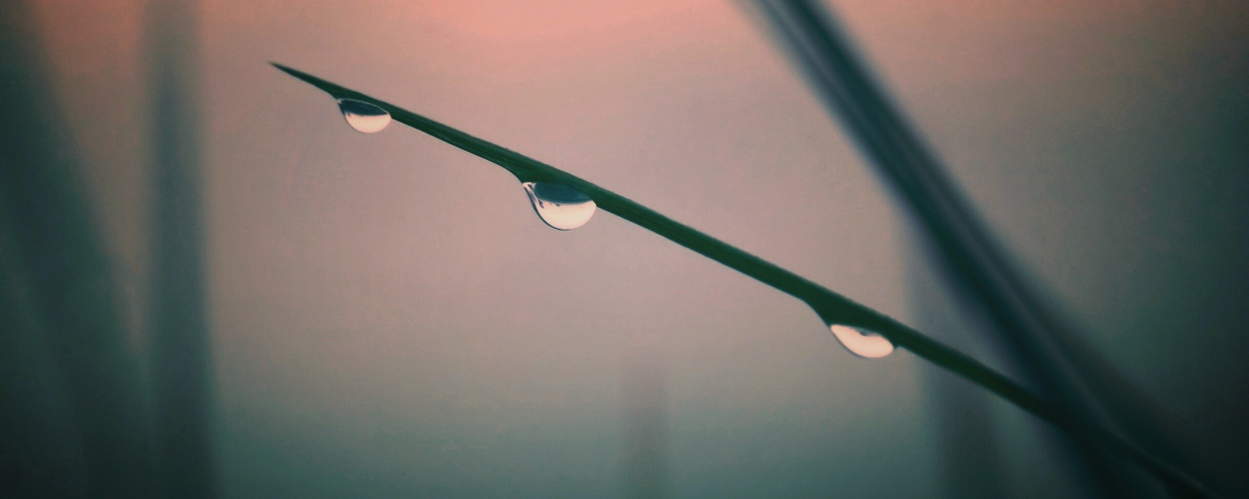 Трава после дождя обои