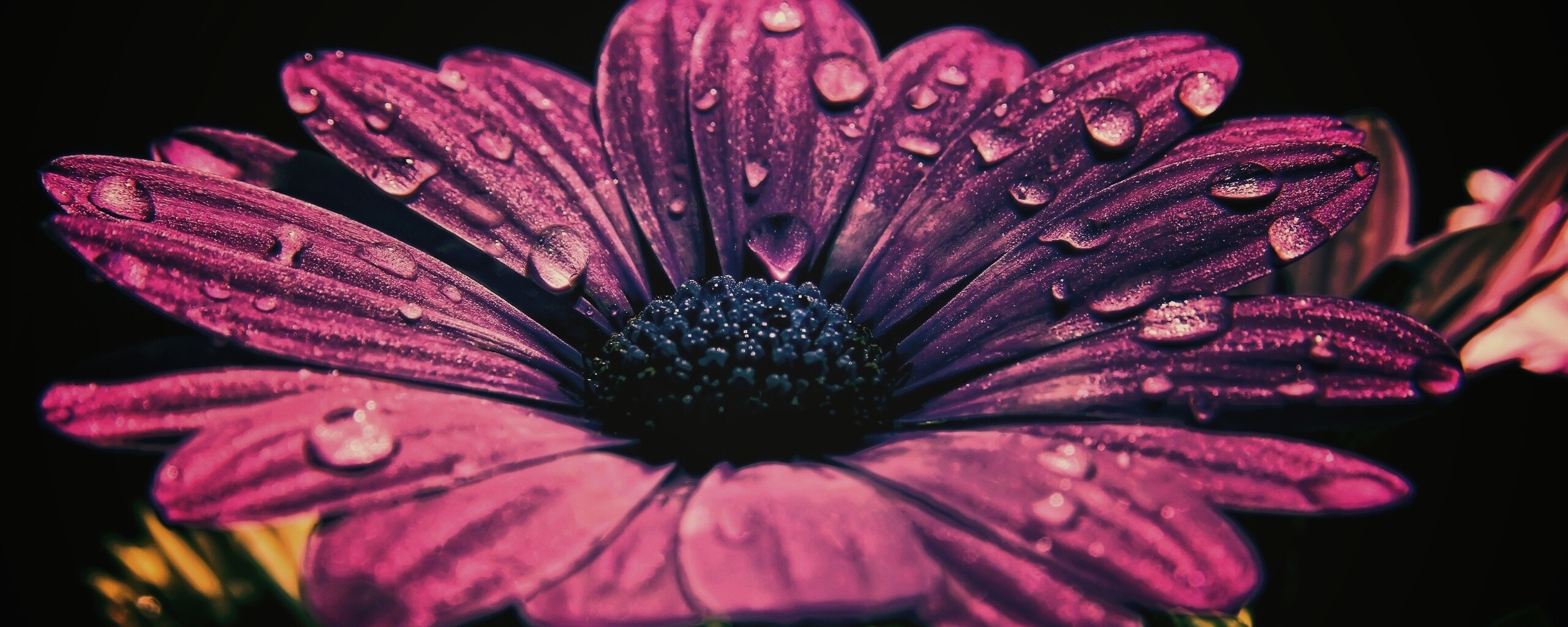 Мокрый от росы фиолетовый цветок обои