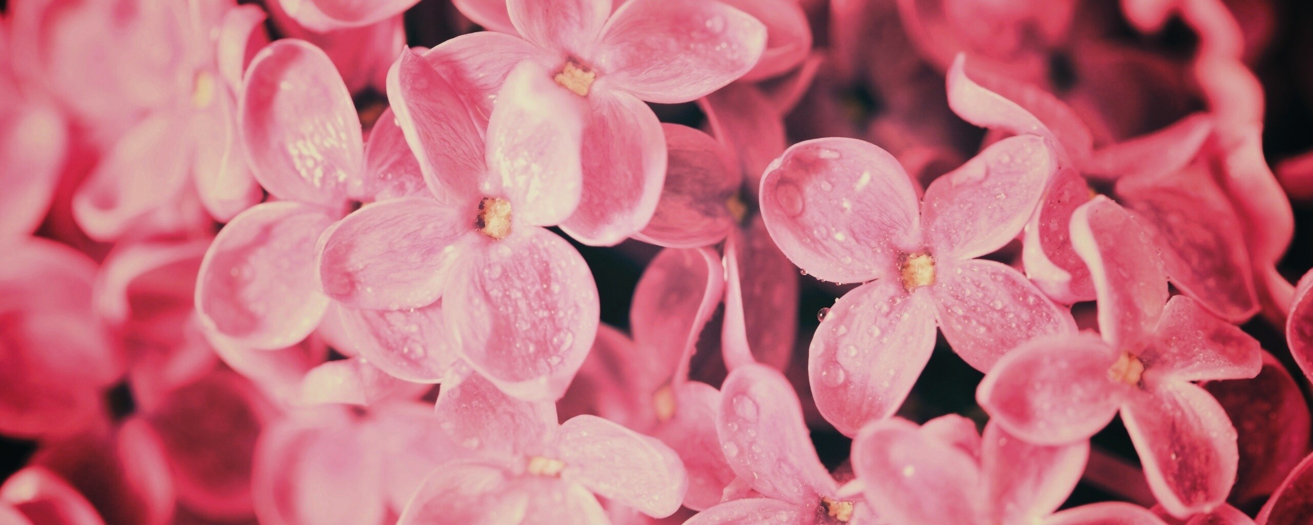 Цветы сирени обои