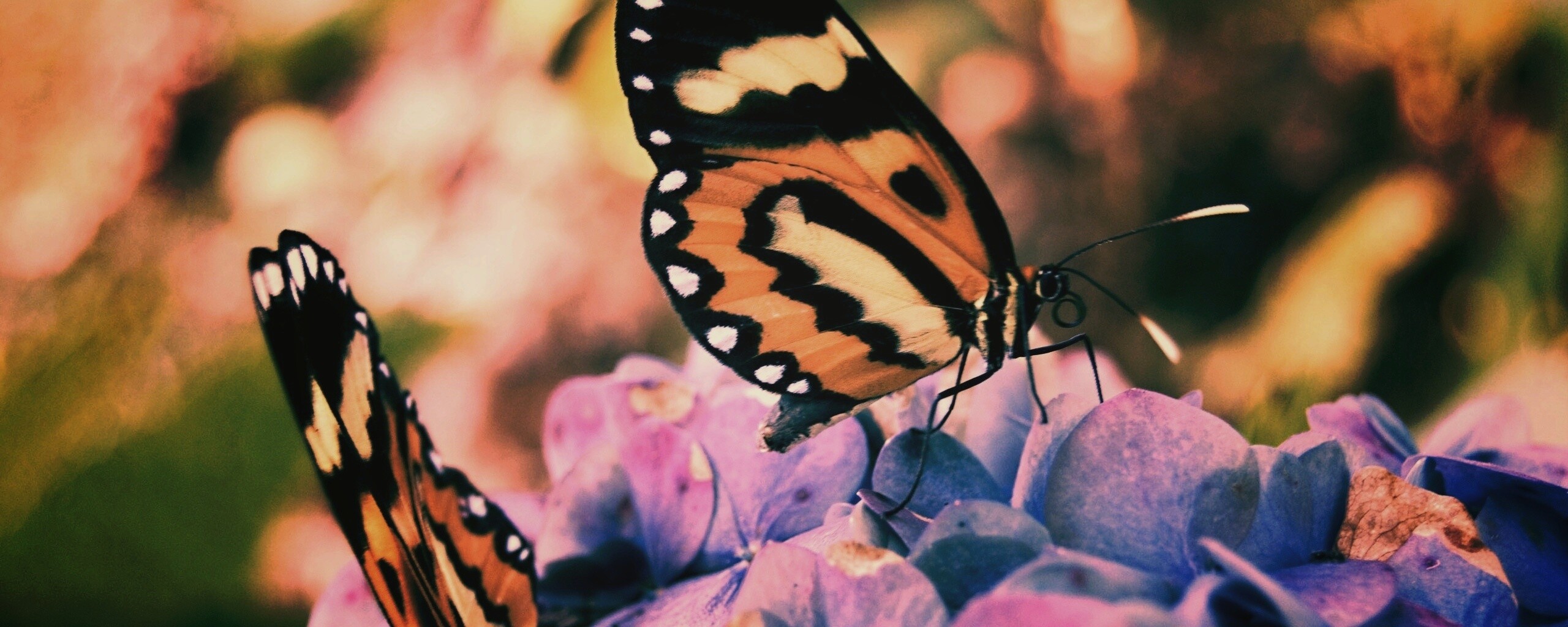 Две бабочки обои