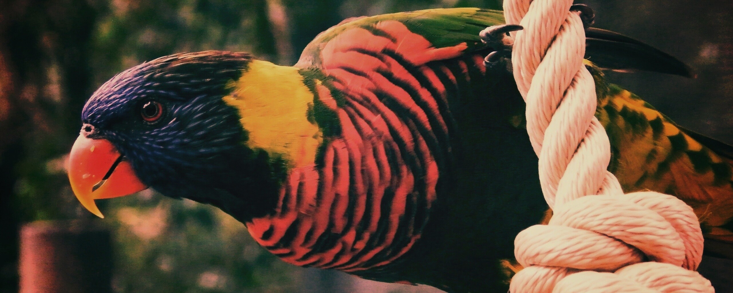 Попугай на канате обои