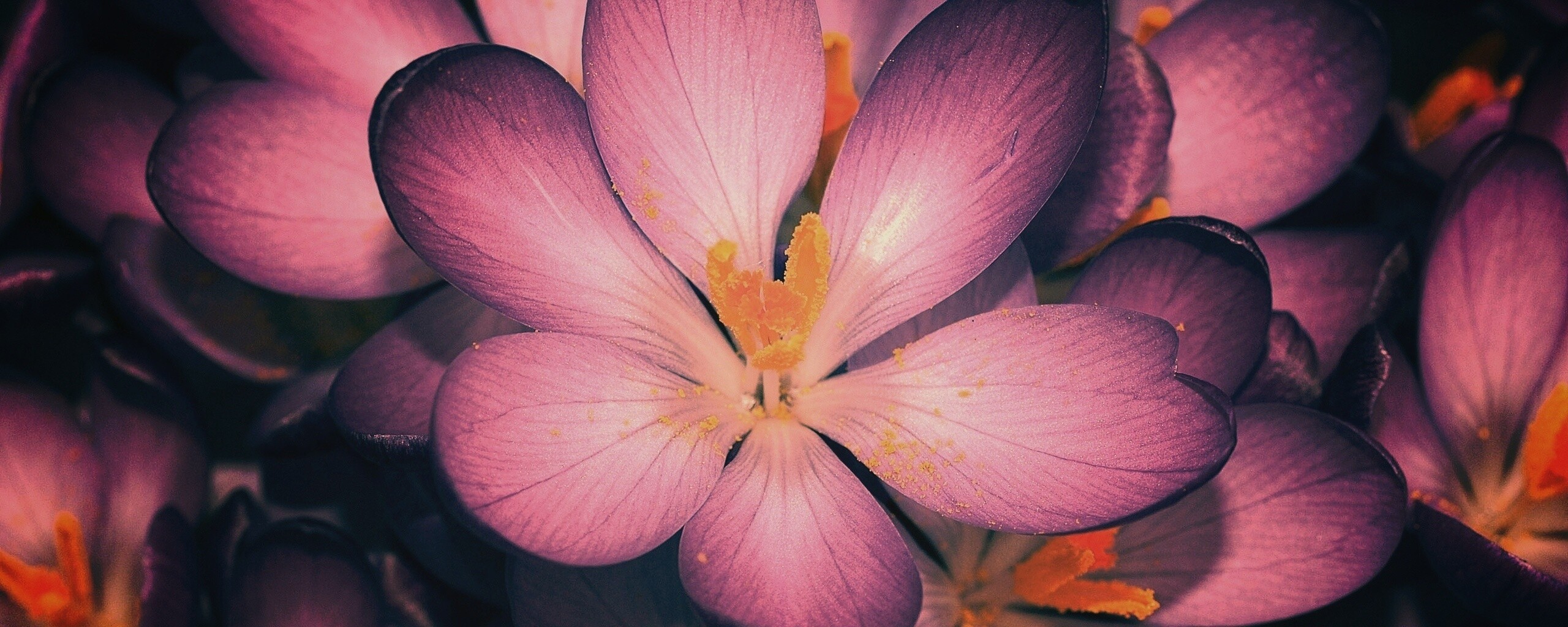 Сиреневый цветок обои