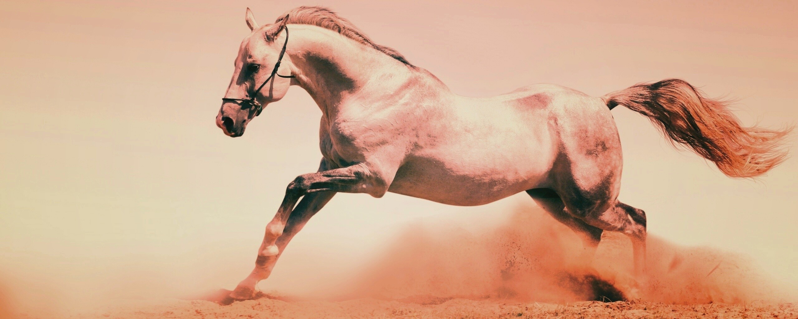 Скакун обои