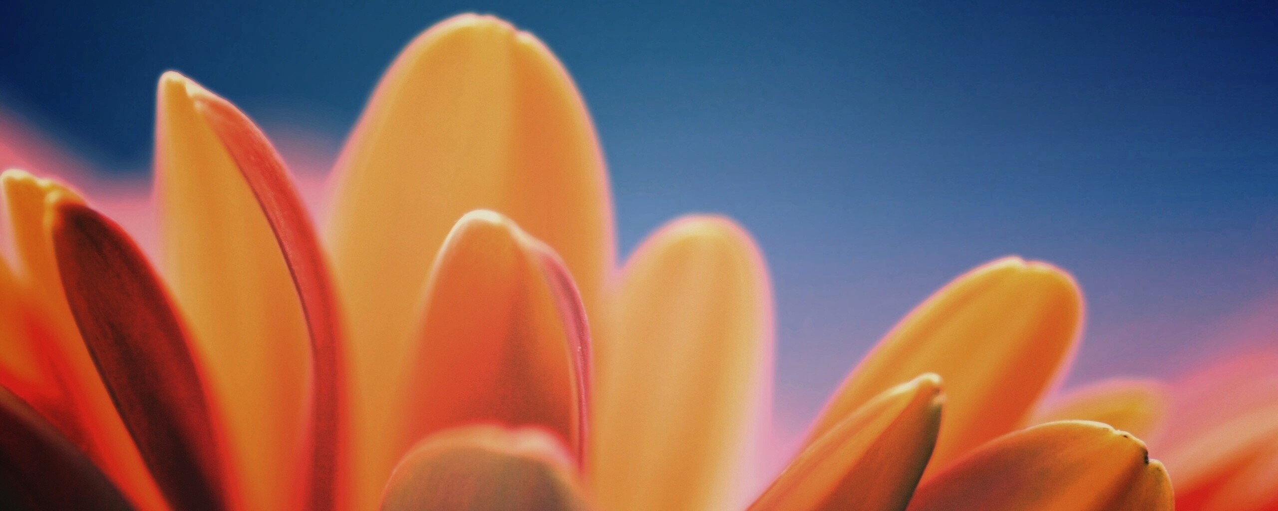 Лепестки хризантемы обои