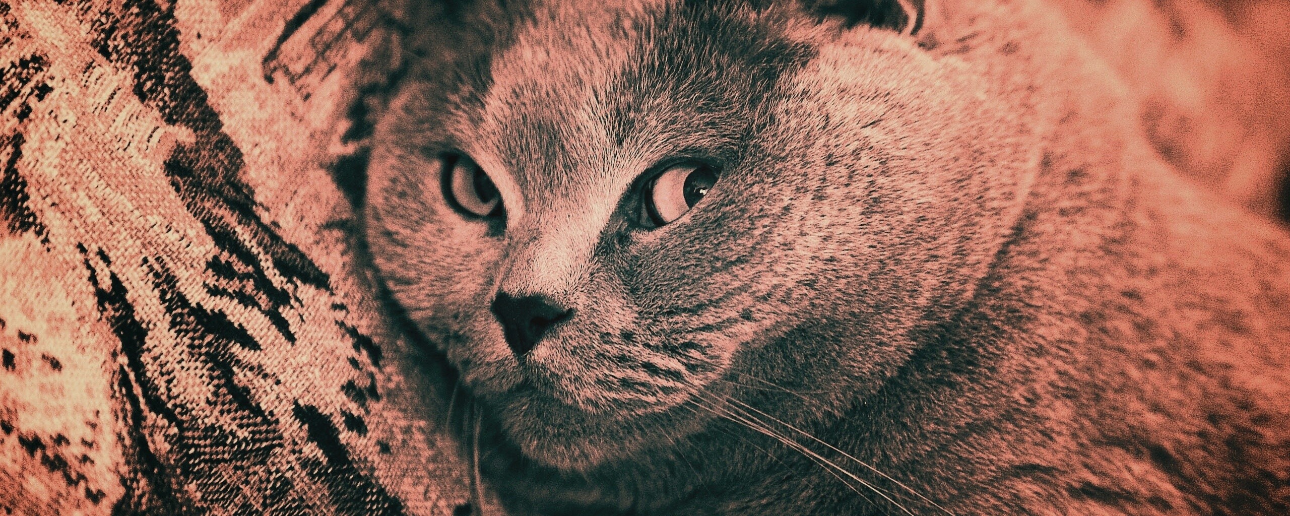 Щекастый британский котик обои