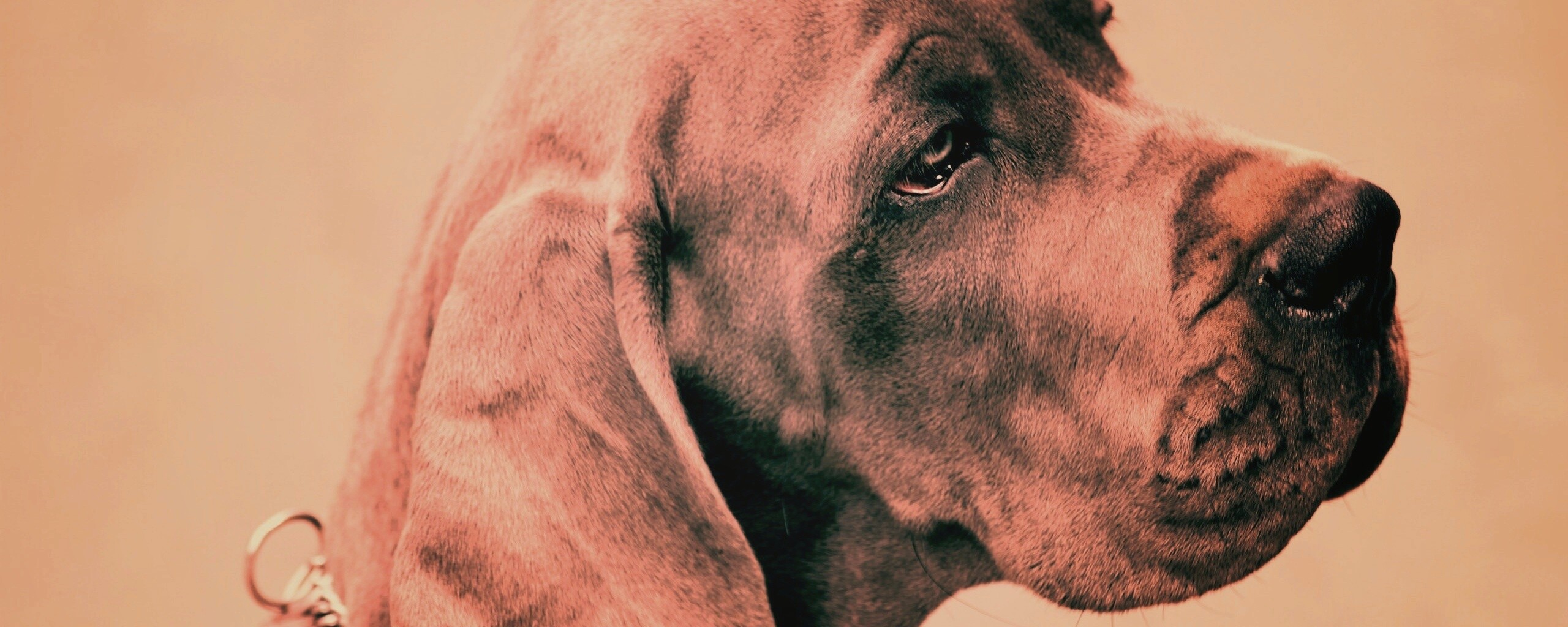 Грустная собака обои