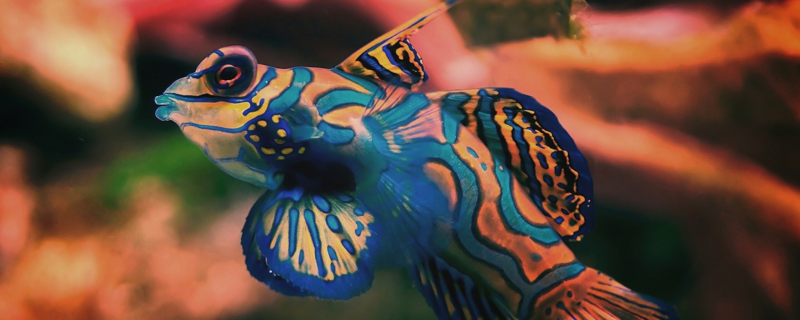 Разноцветная рыбка обои