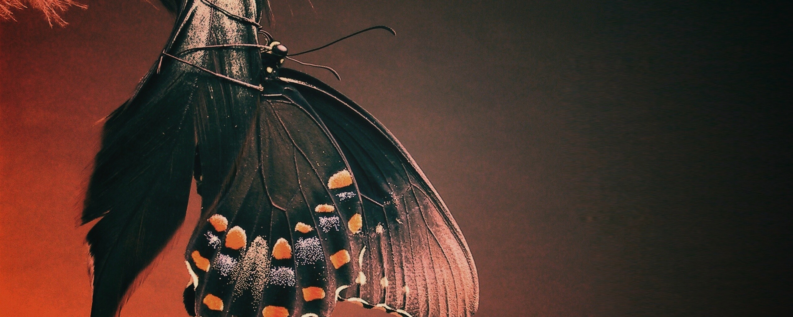 Красивая бабочка обои