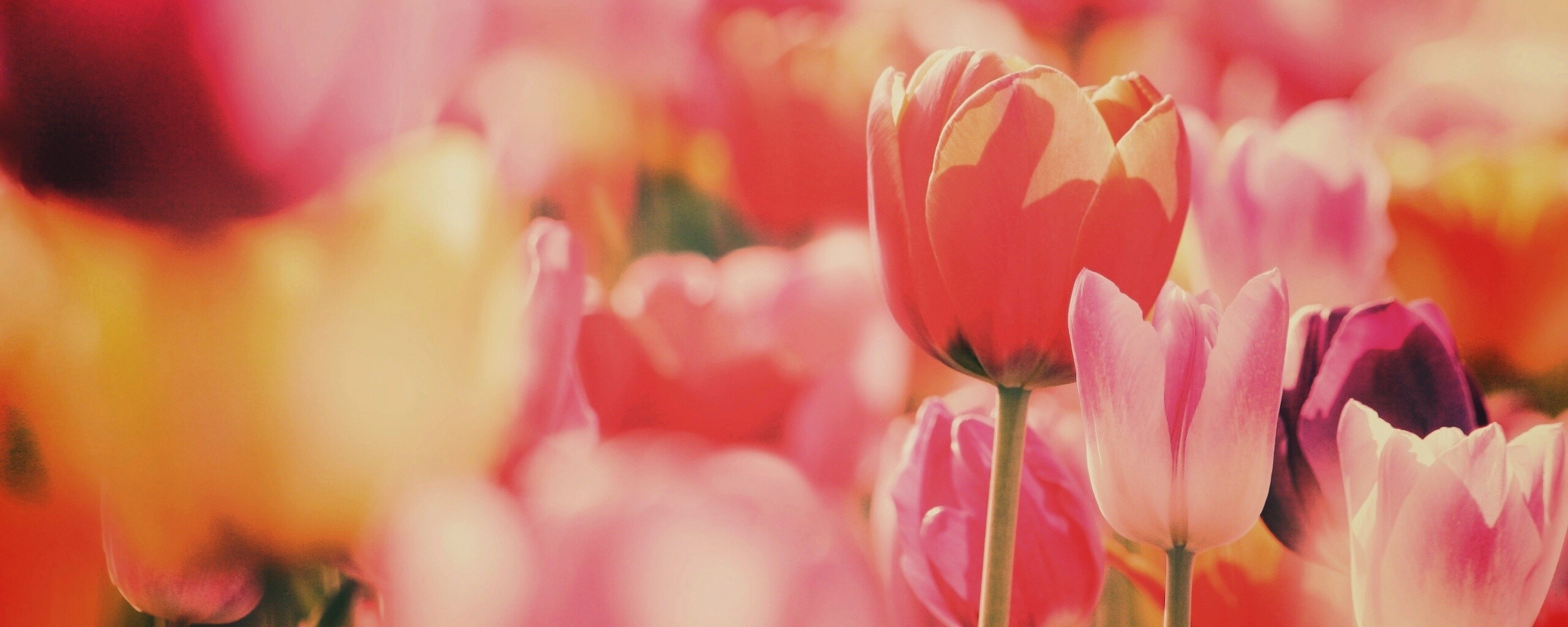 Красивые тюльпаны обои