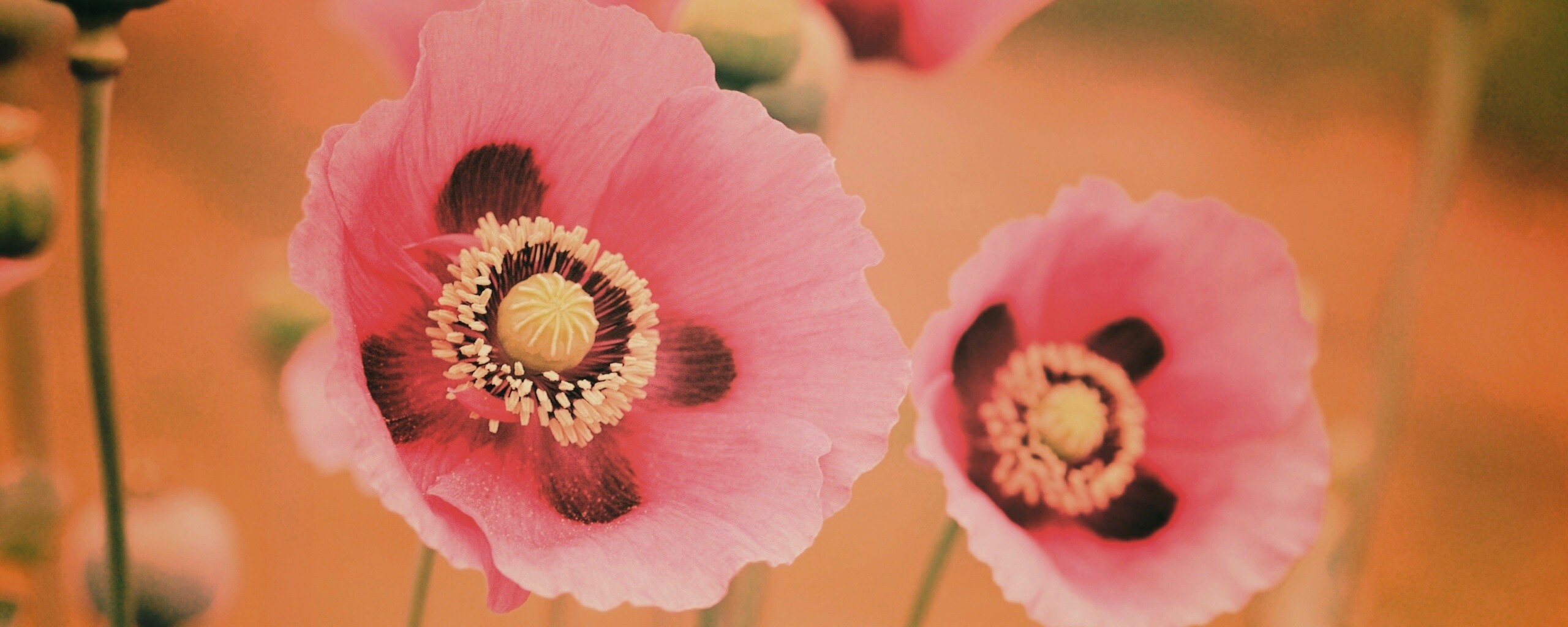 Розовые маки обои