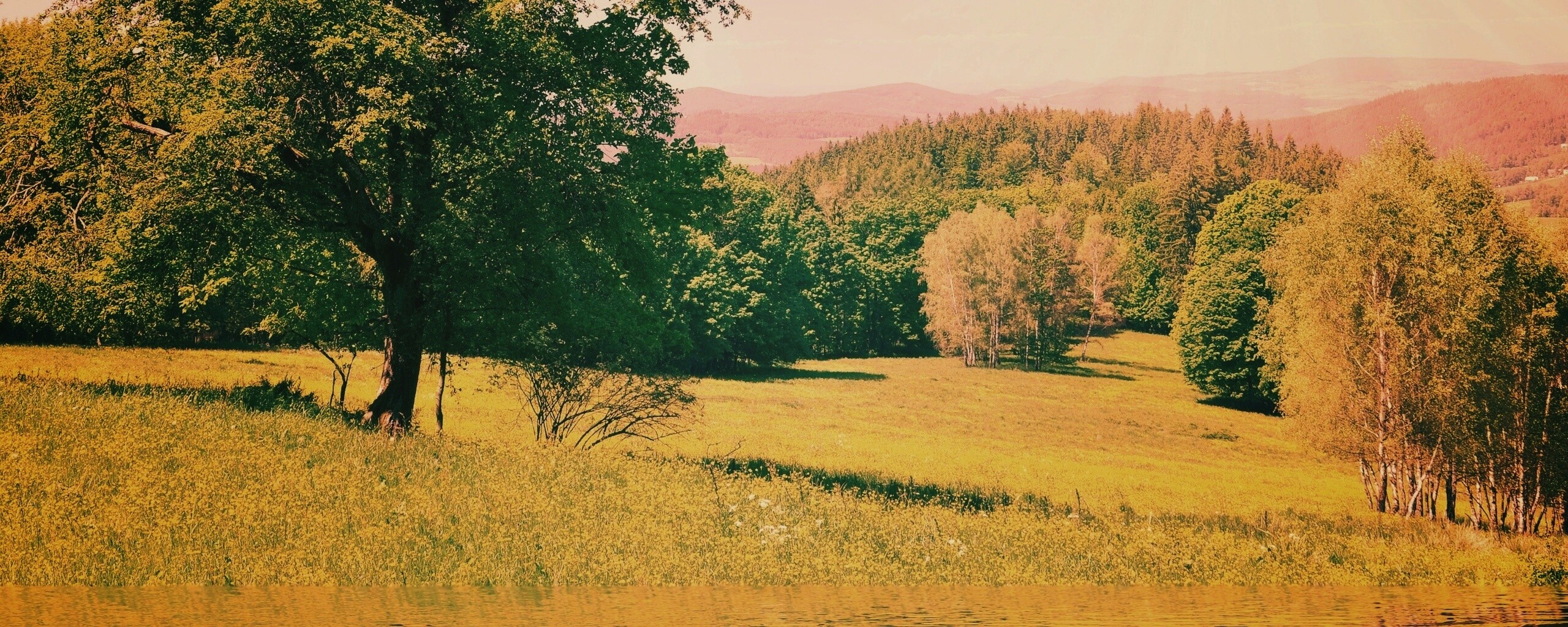 Дерево у воды обои