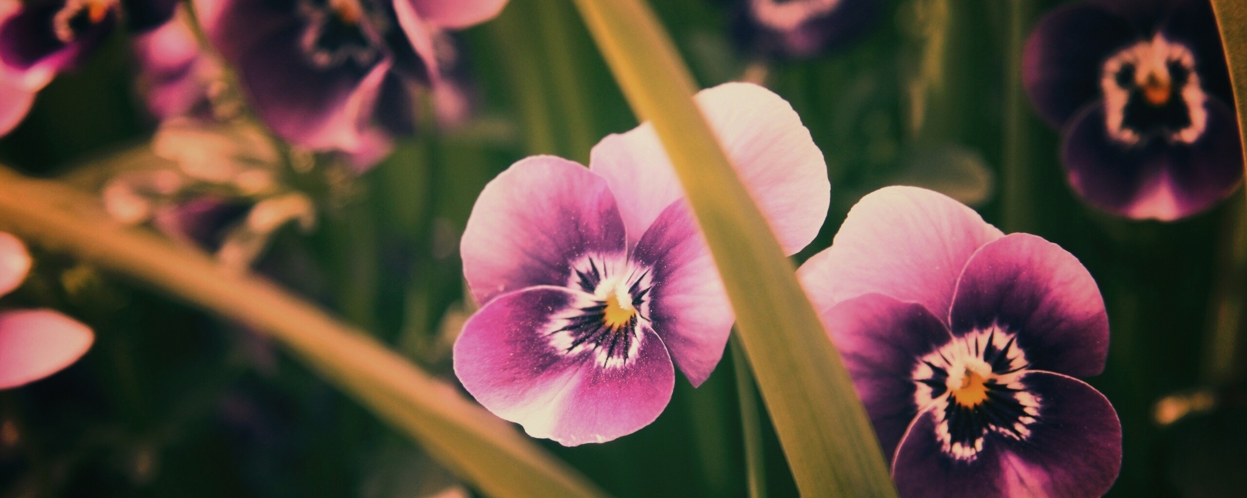 Анютины глазки обои