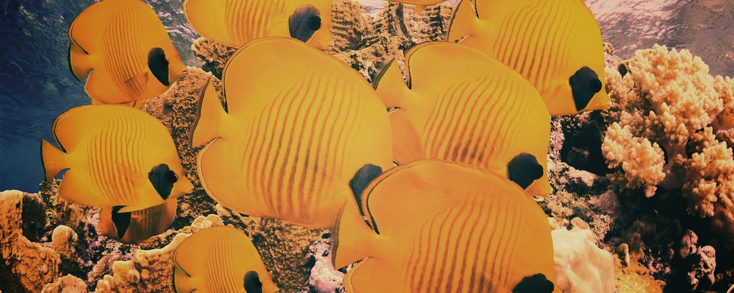 Желтые рыбки обои