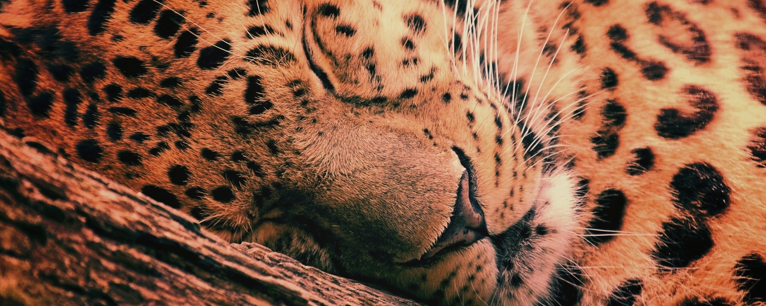 Спящий хищник обои