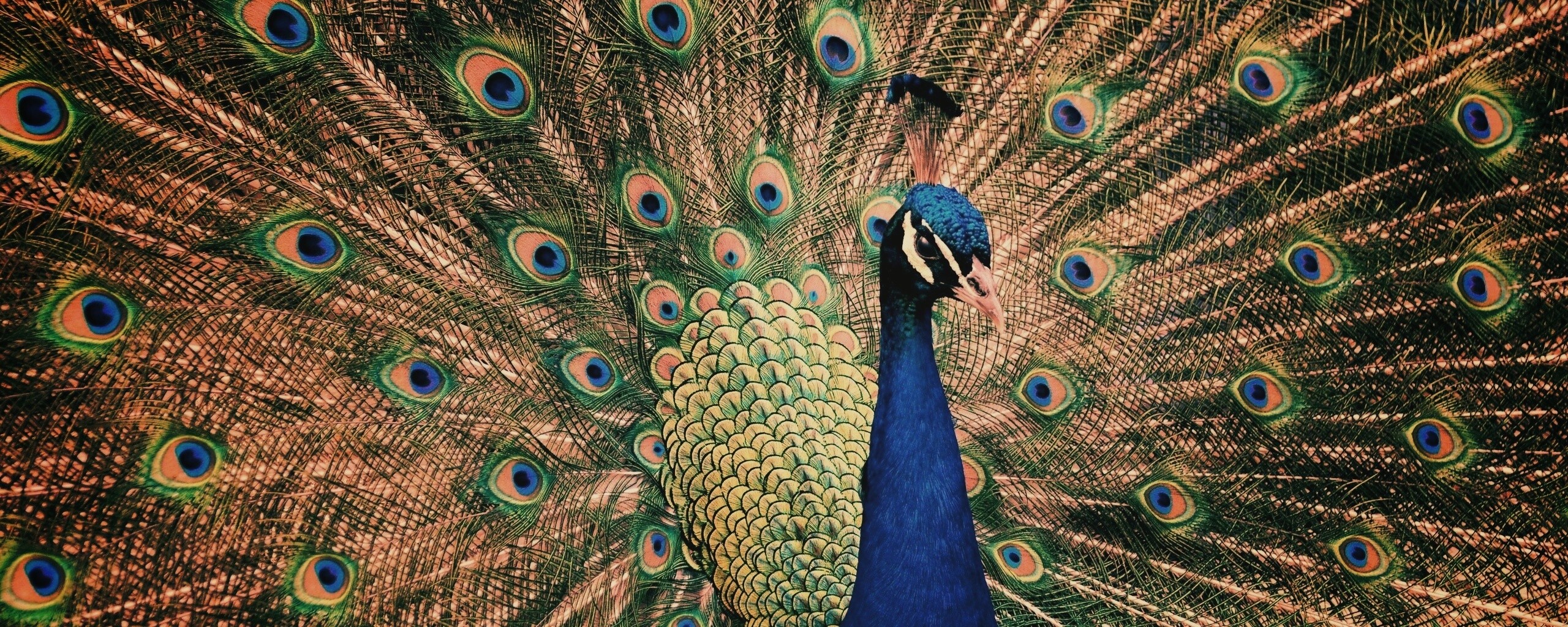 Красивый павлин обои