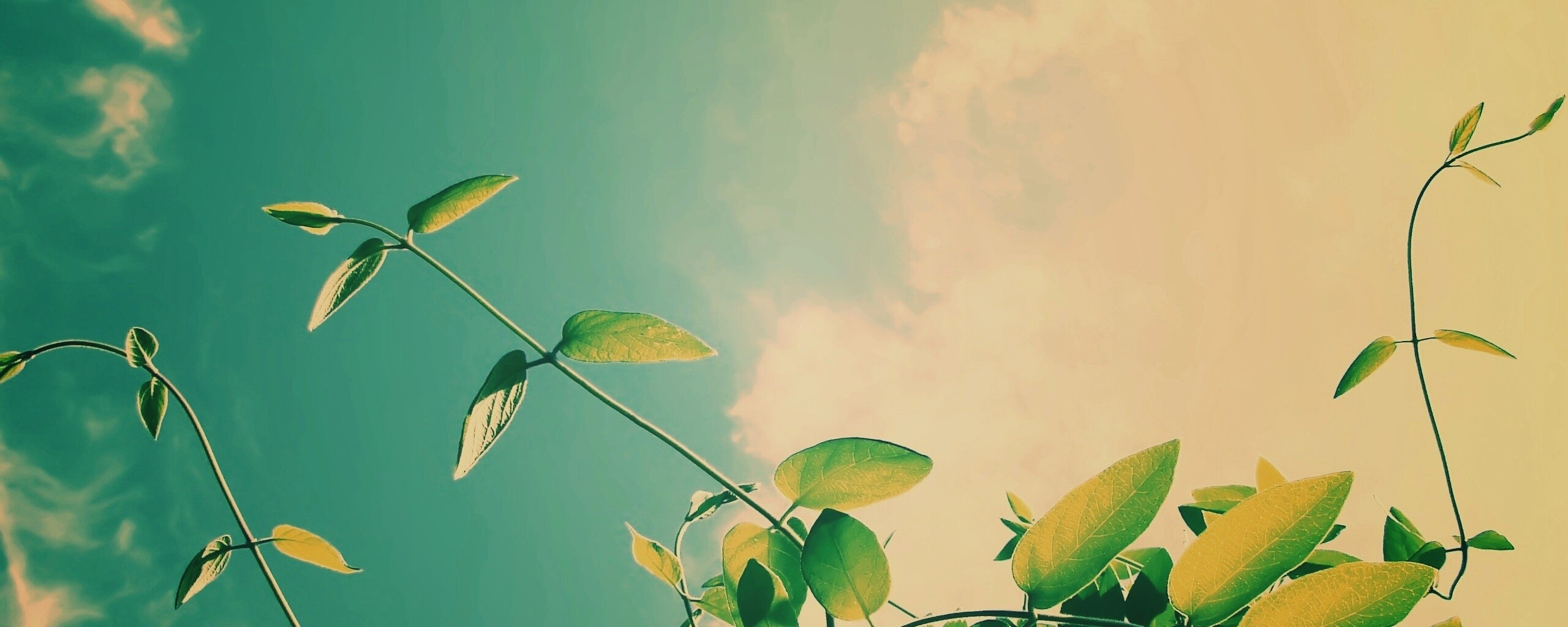 Зеленые ветви на фоне голубого неба обои