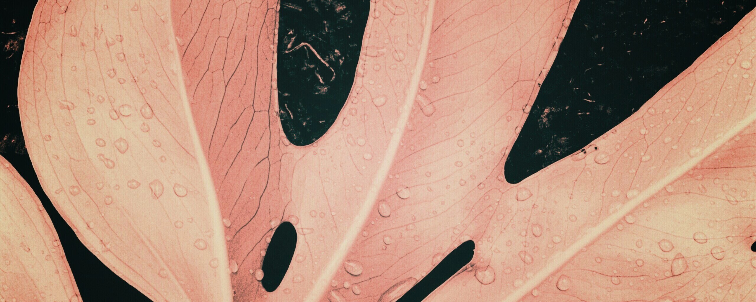 Белый лист обои