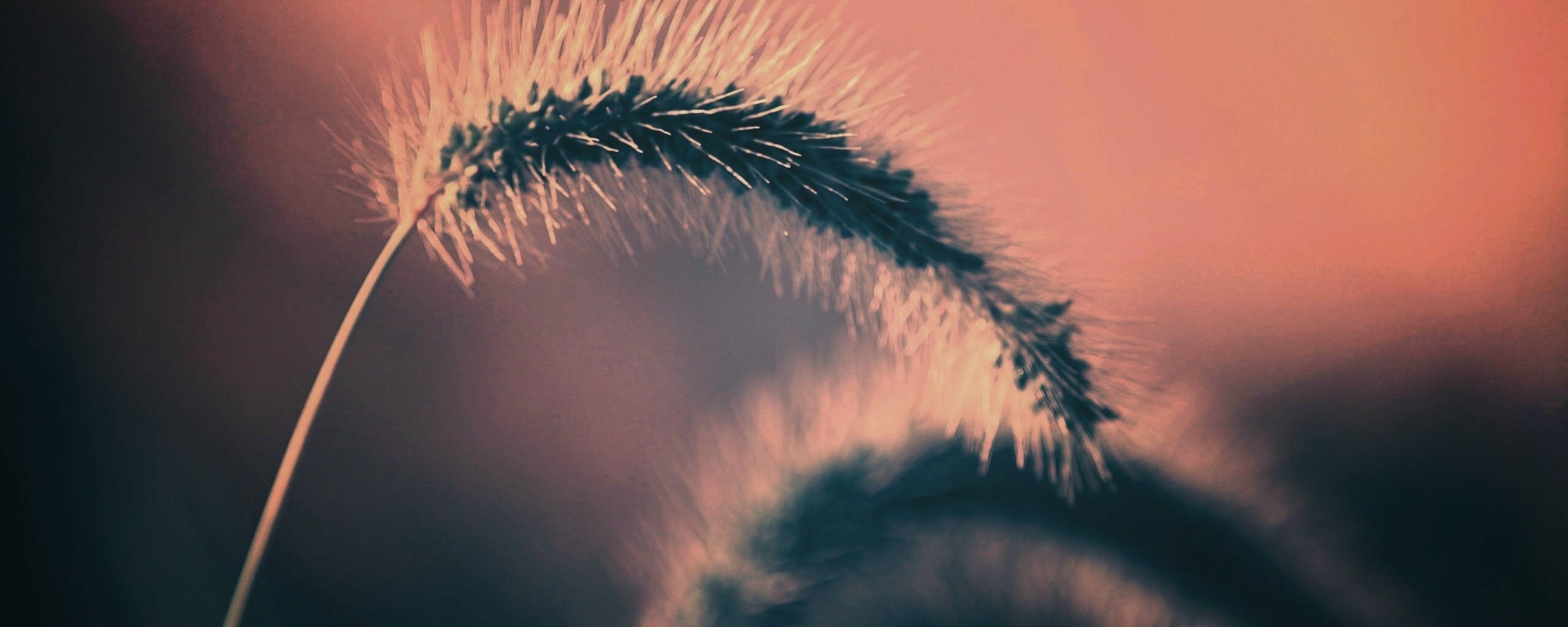 Травинка обои