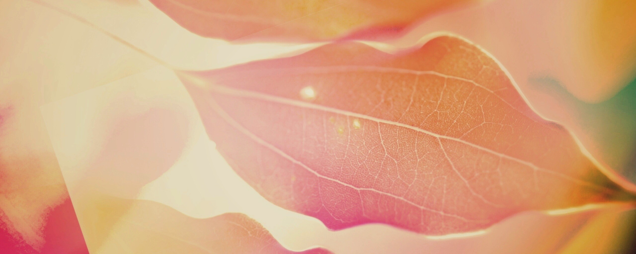 Радужные листья обои