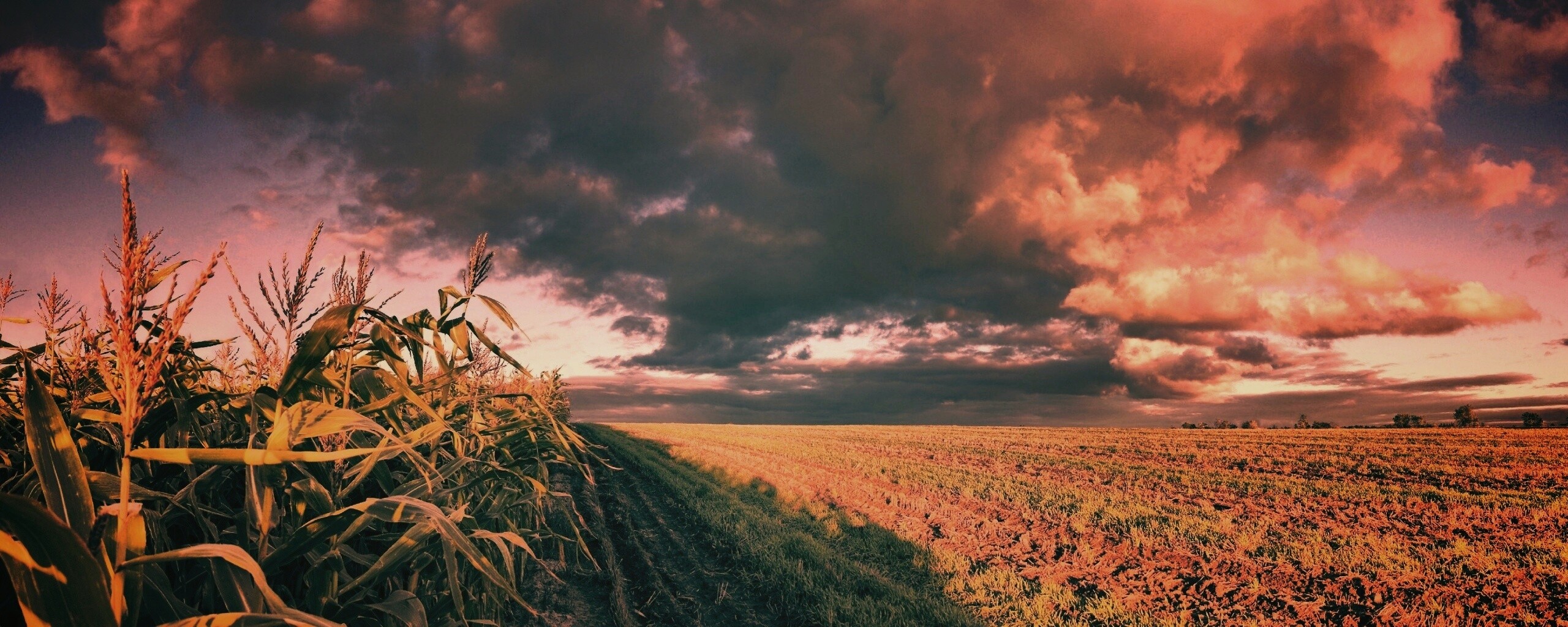 Кукурузное поле обои