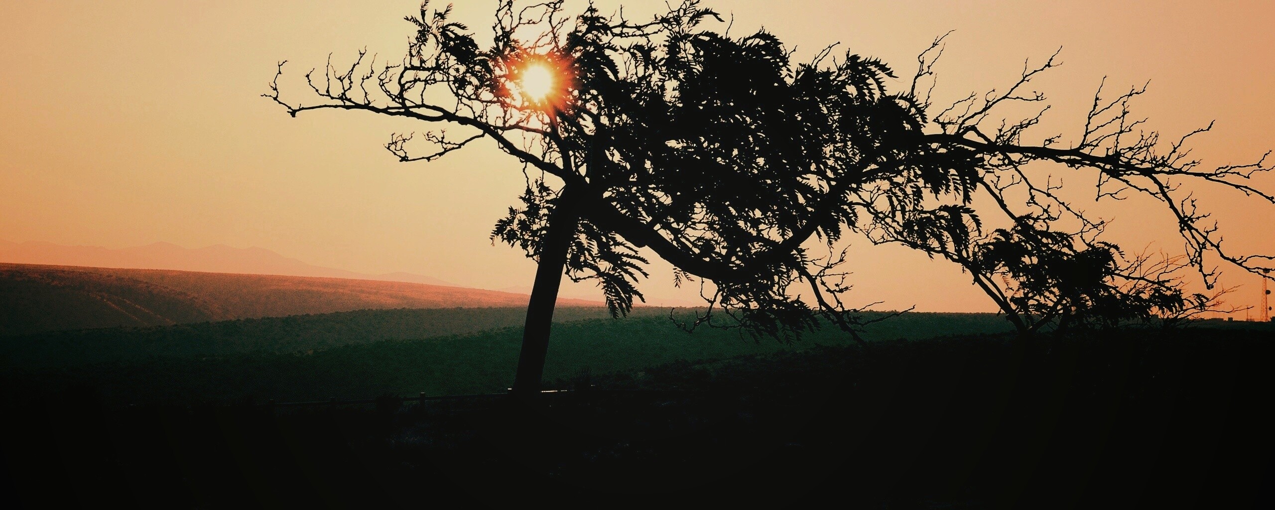 Дерево на закате обои