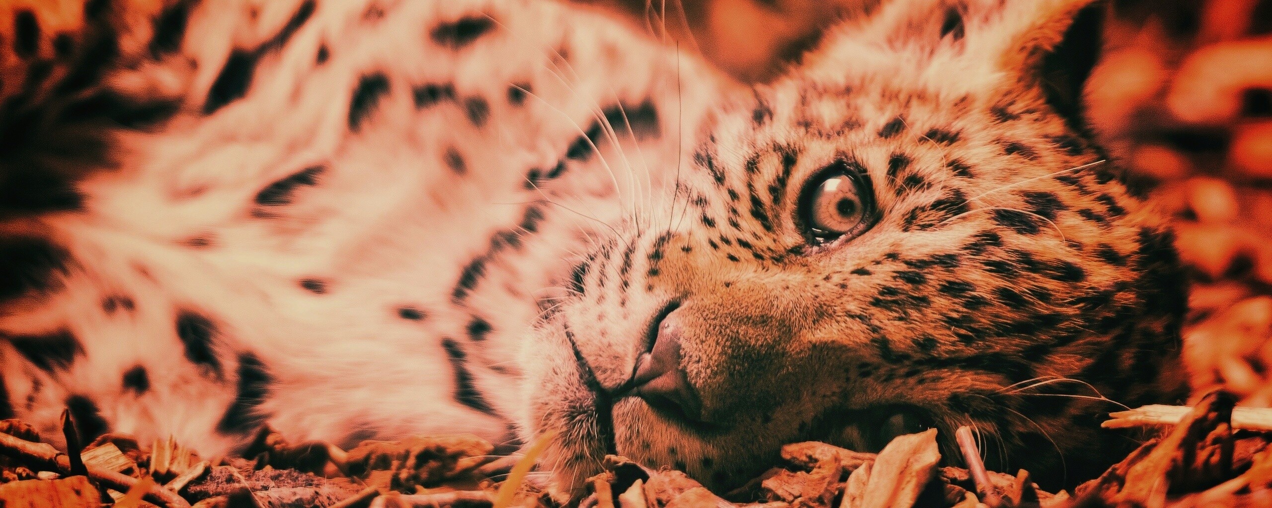 Гепард котенок обои