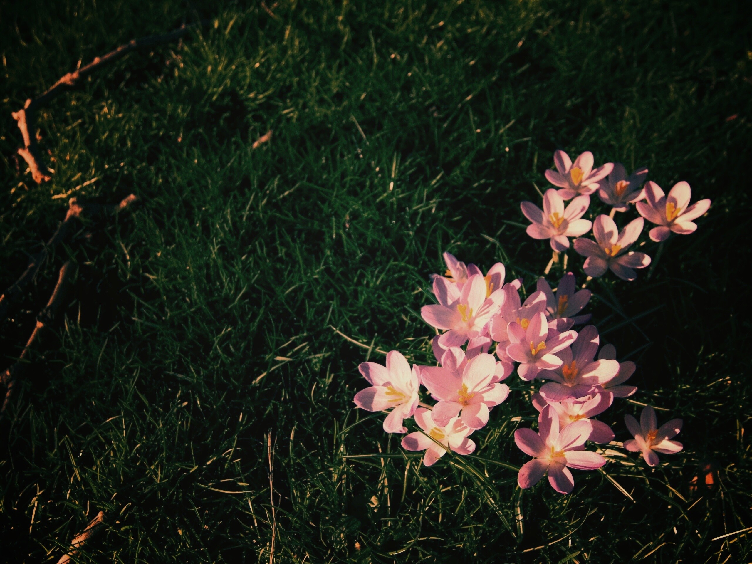 Фиалки на траве обои