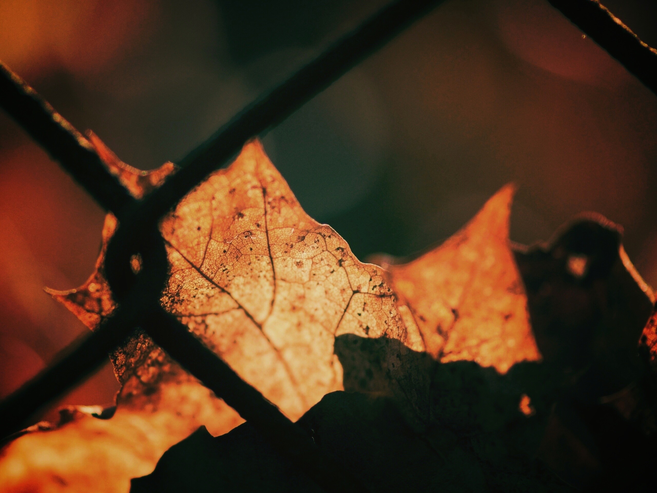 Осенний лист на забором обои