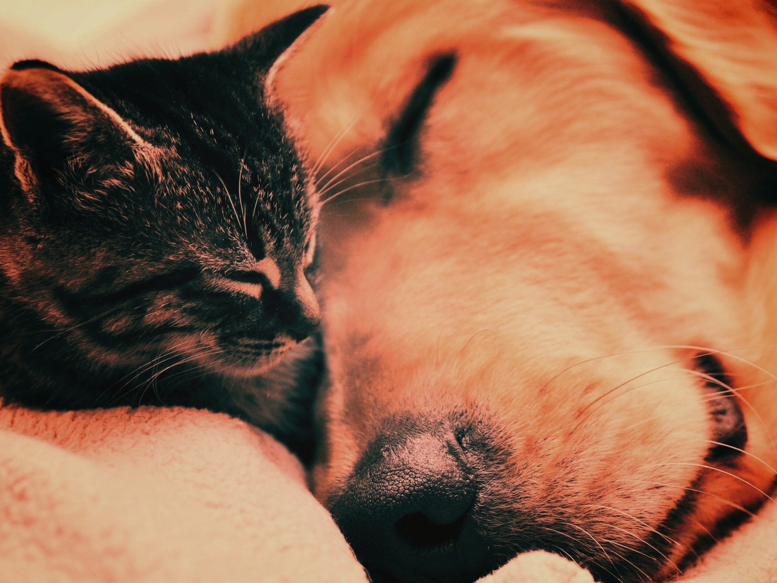 Кошка спит с собакой обои