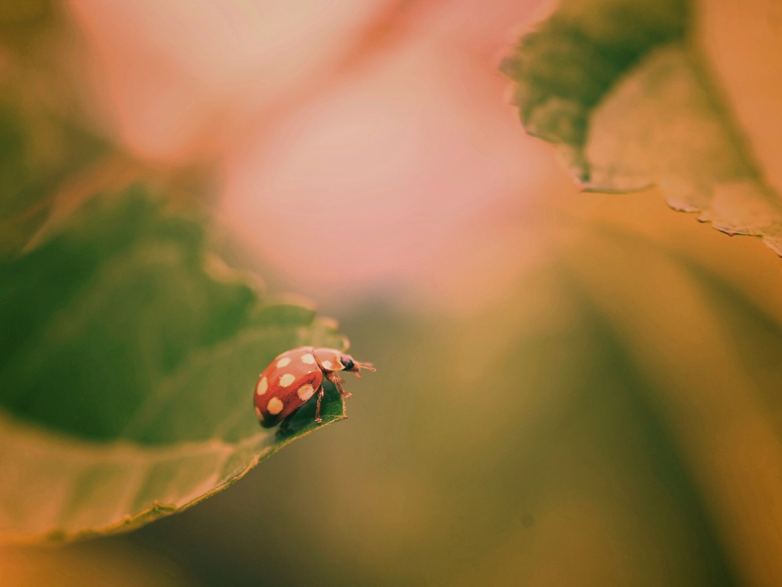 Божья коровка обои