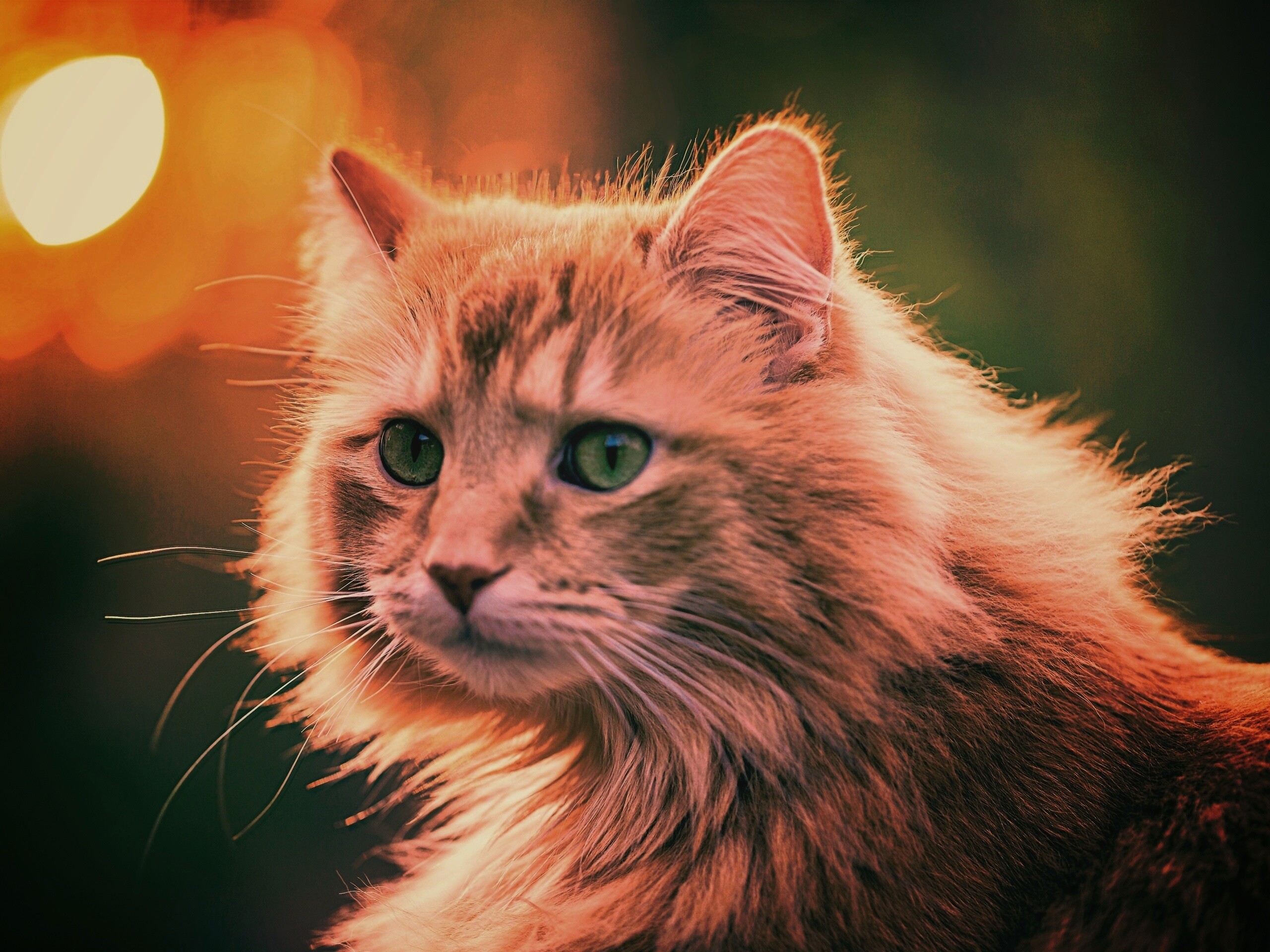 Рыжий кот в лучах солнца обои