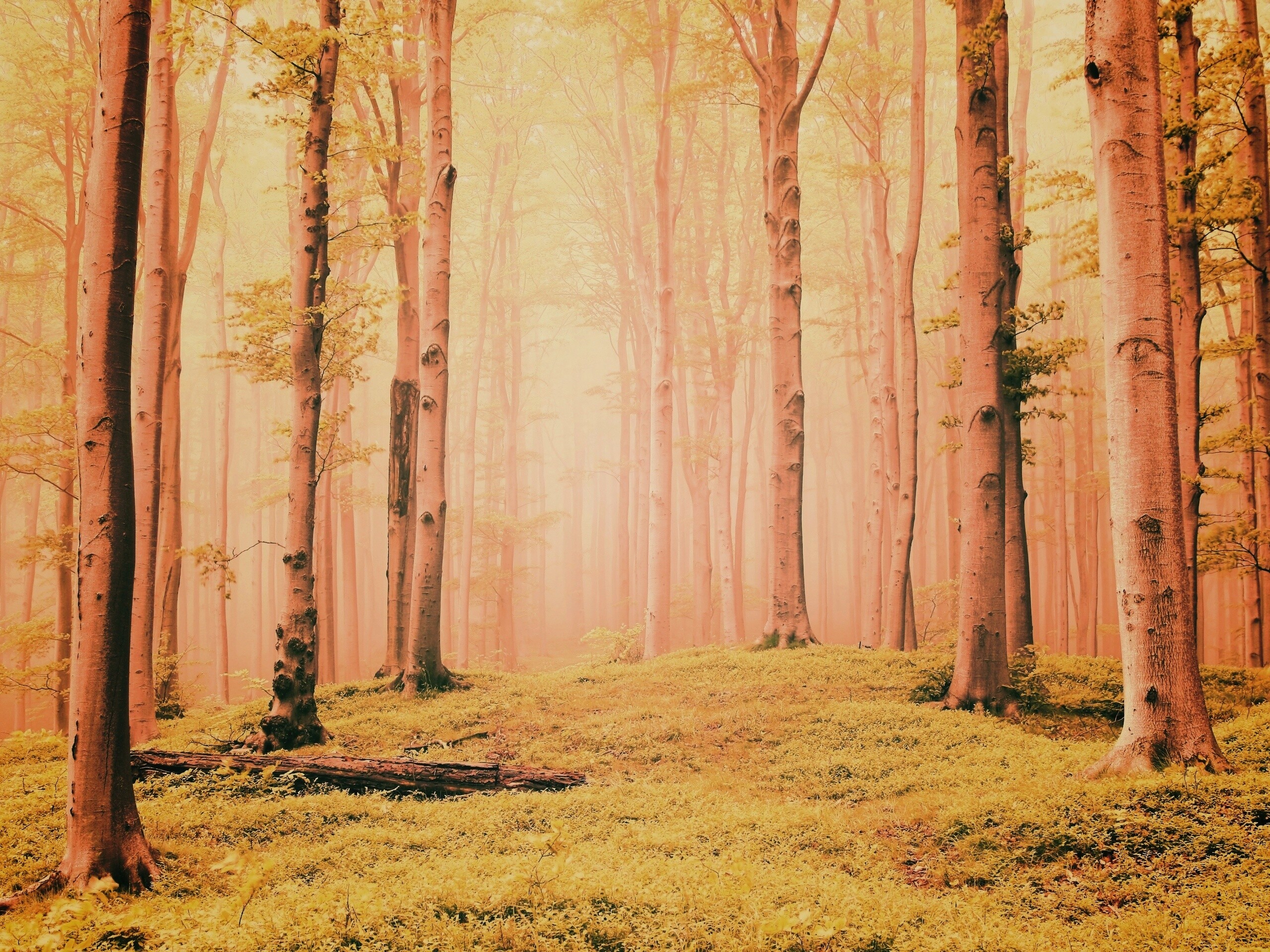 Опушка осинового леса обои