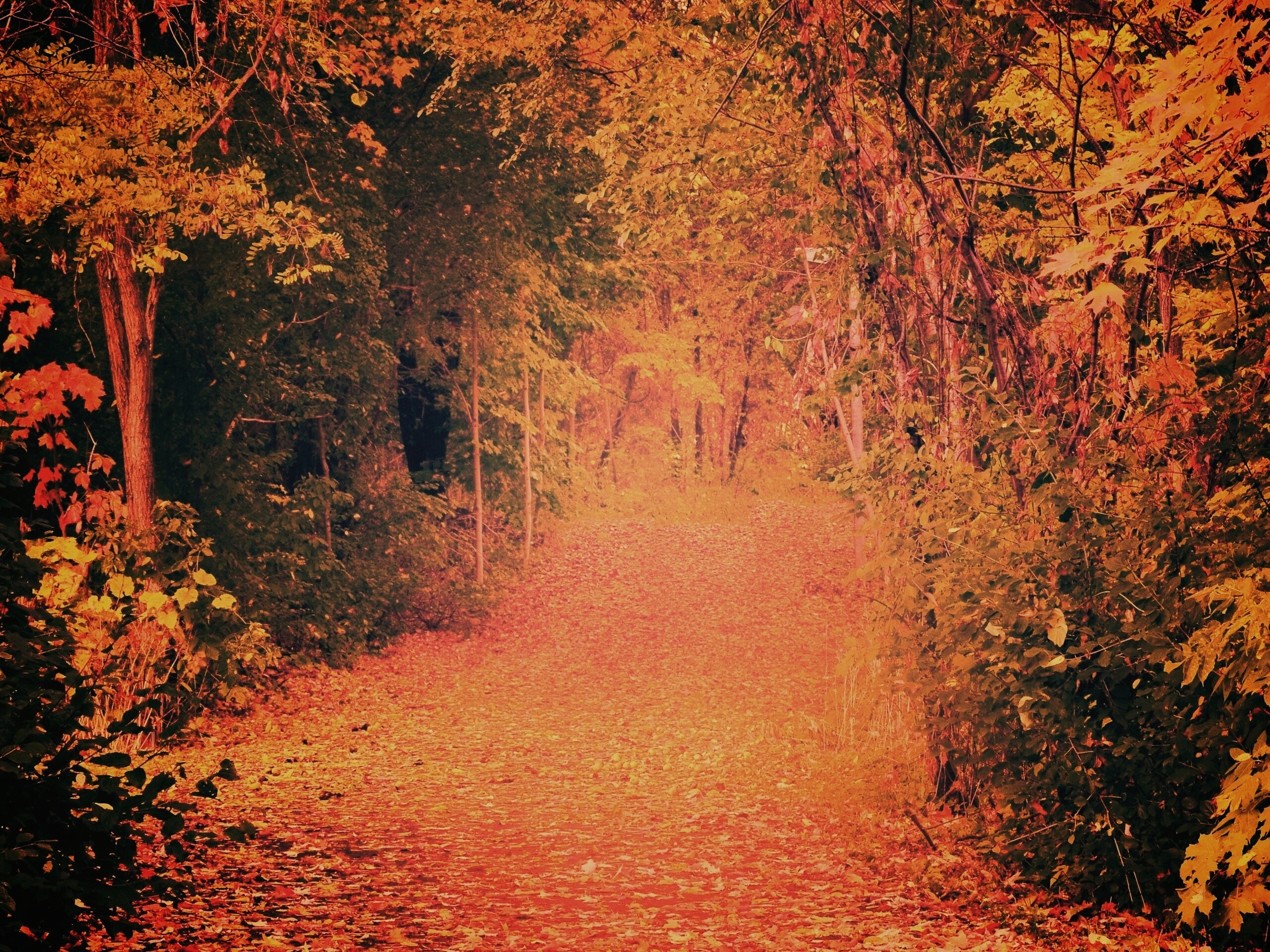 Дорожка в осеннем лесу обои