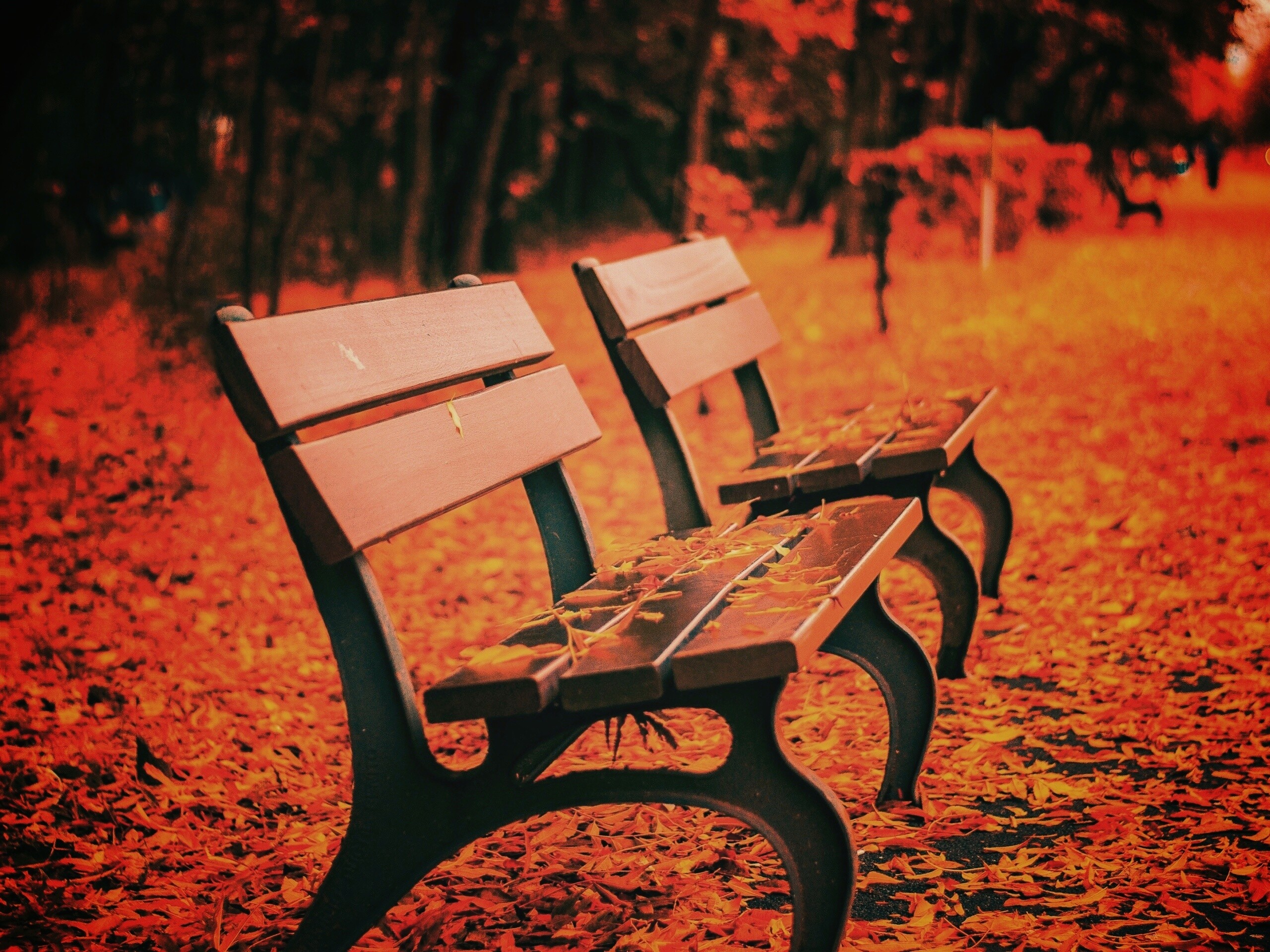 Лавочки в осеннем парке обои