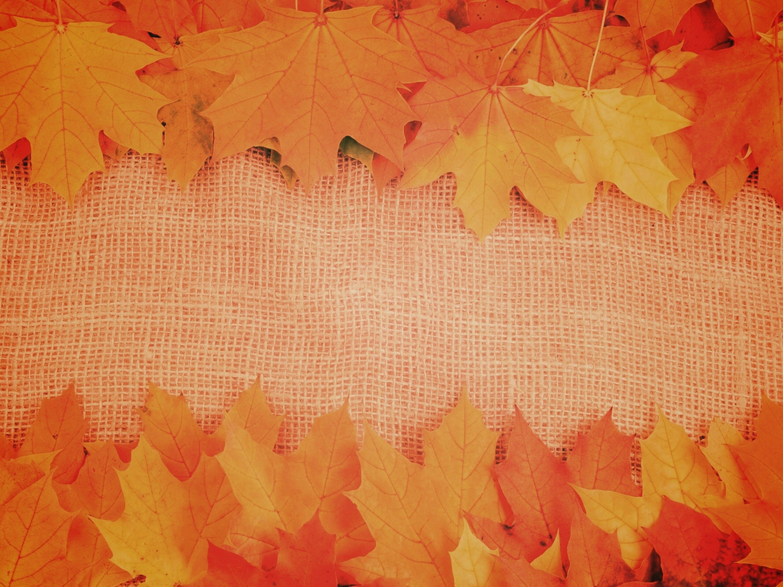 Желтые кленовые листья на холсте обои