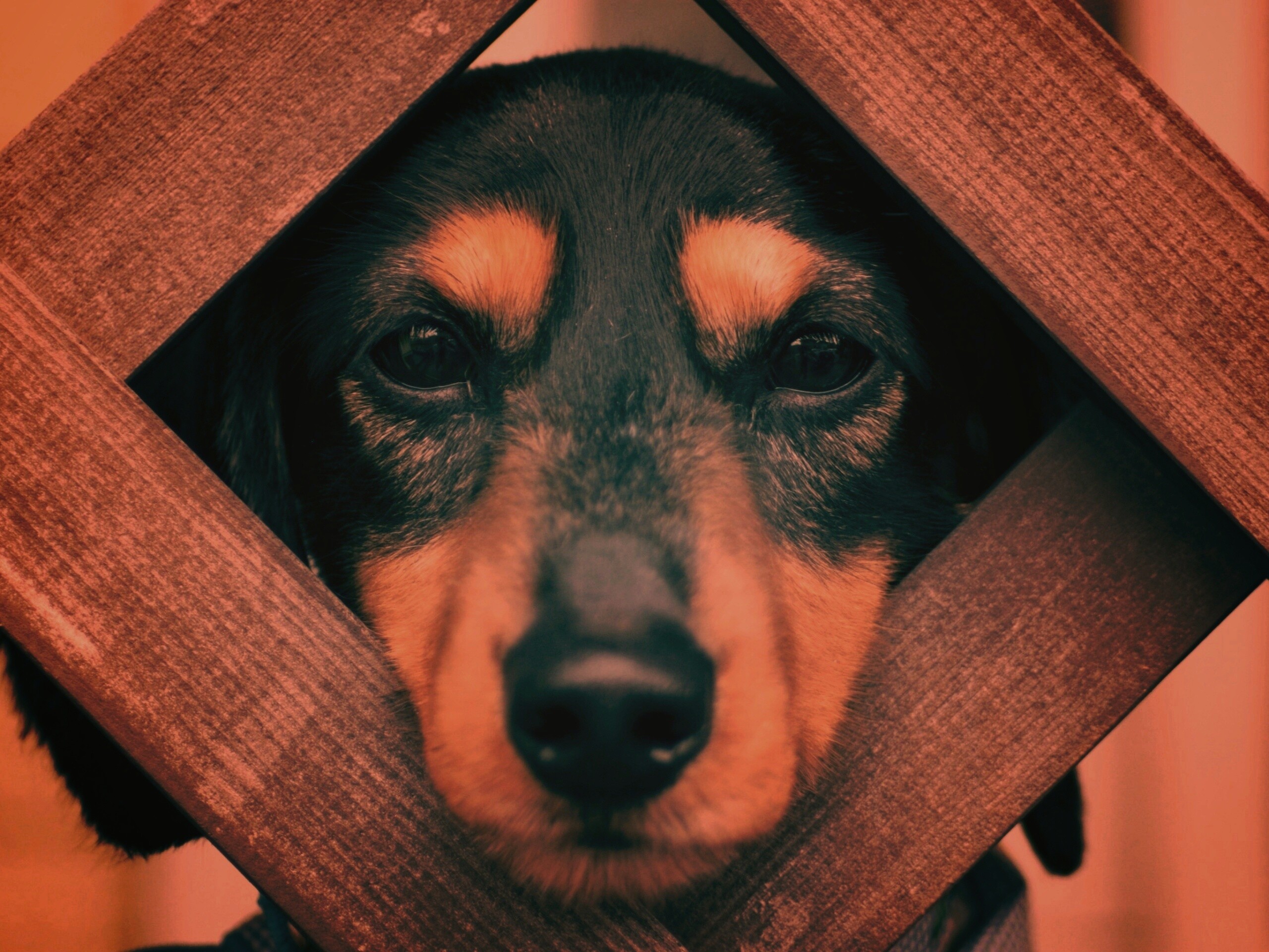 Мордочка в заборе обои