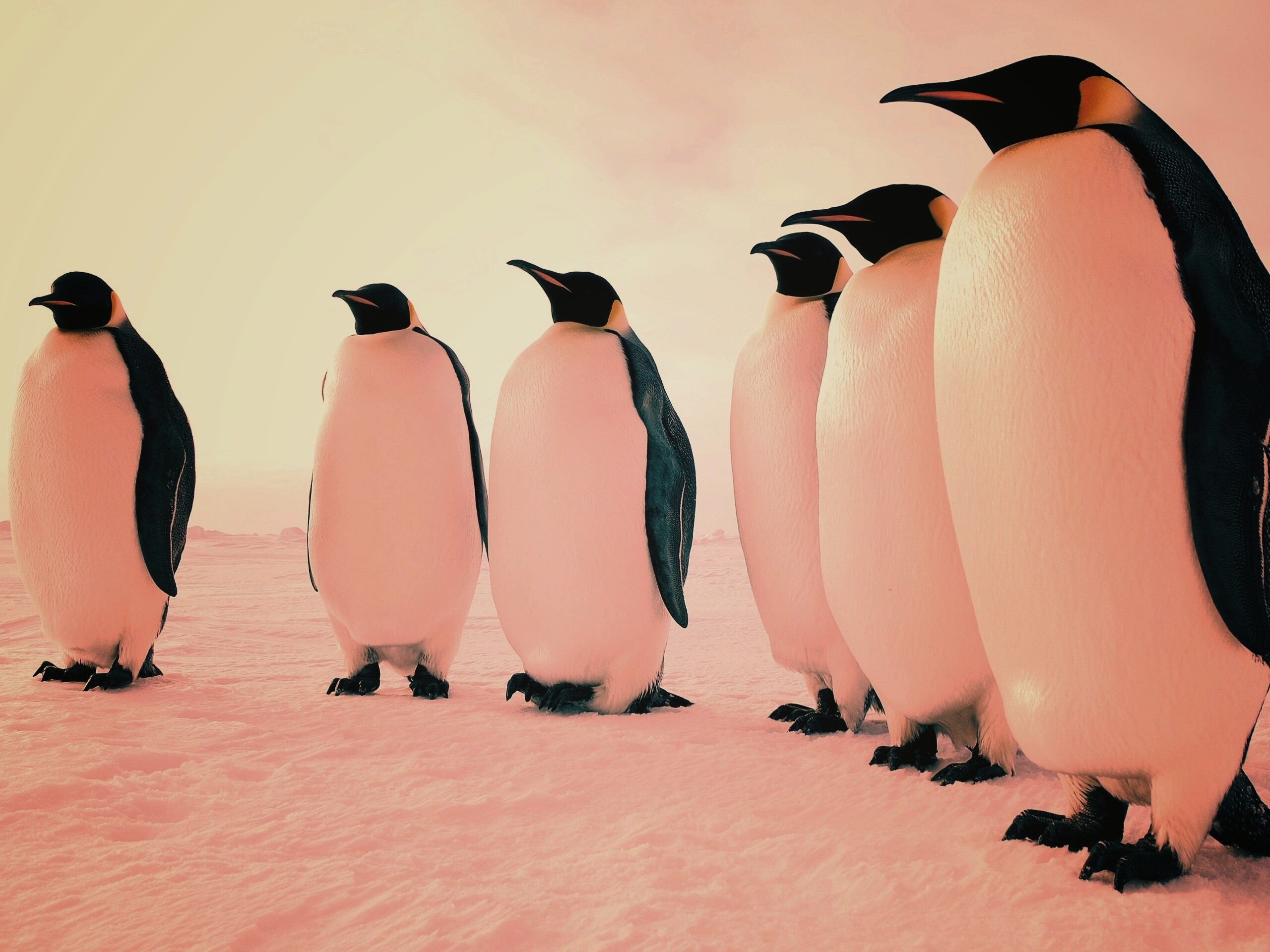 Слет пингвинов обои