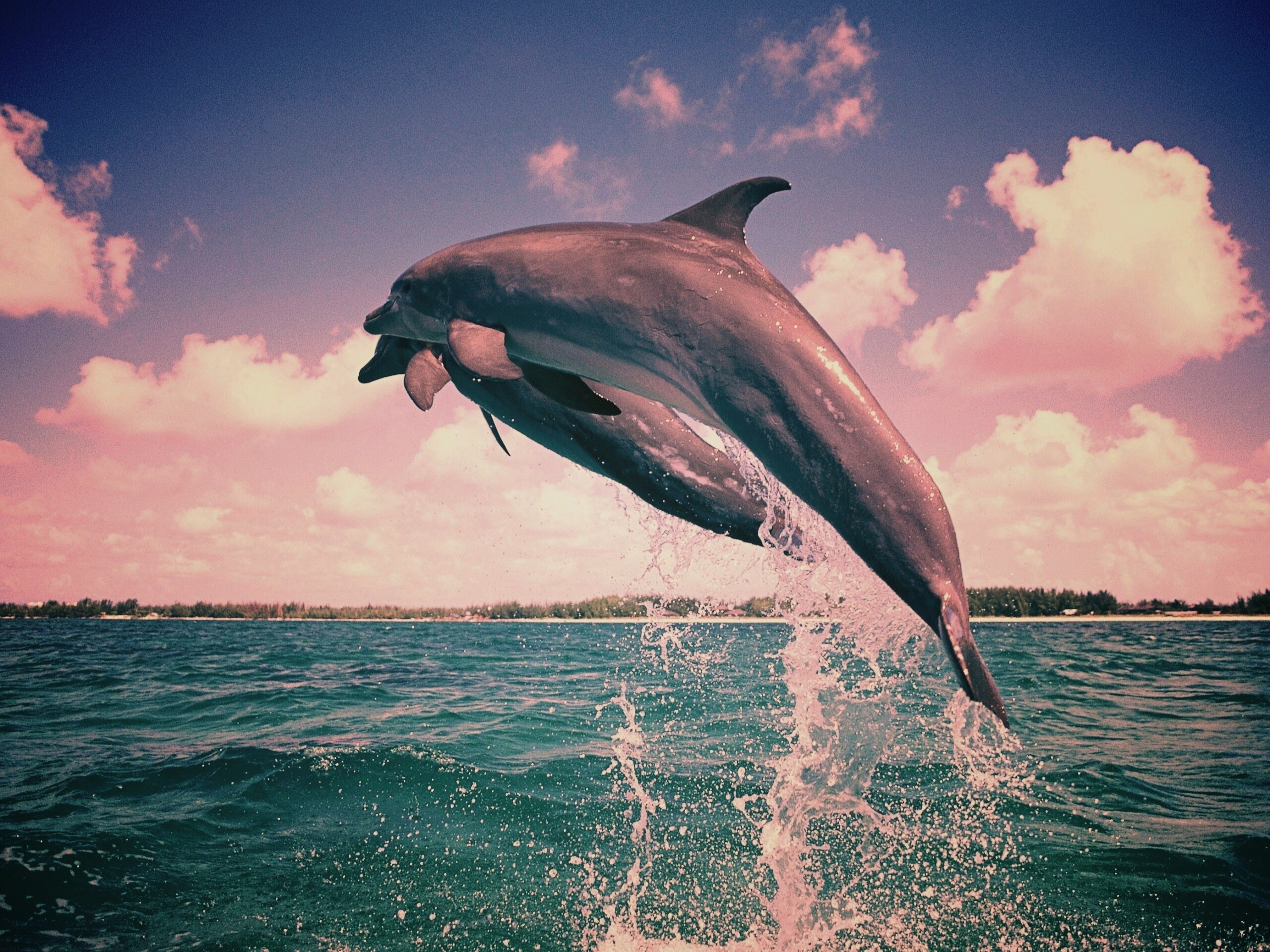 Дельфины обои