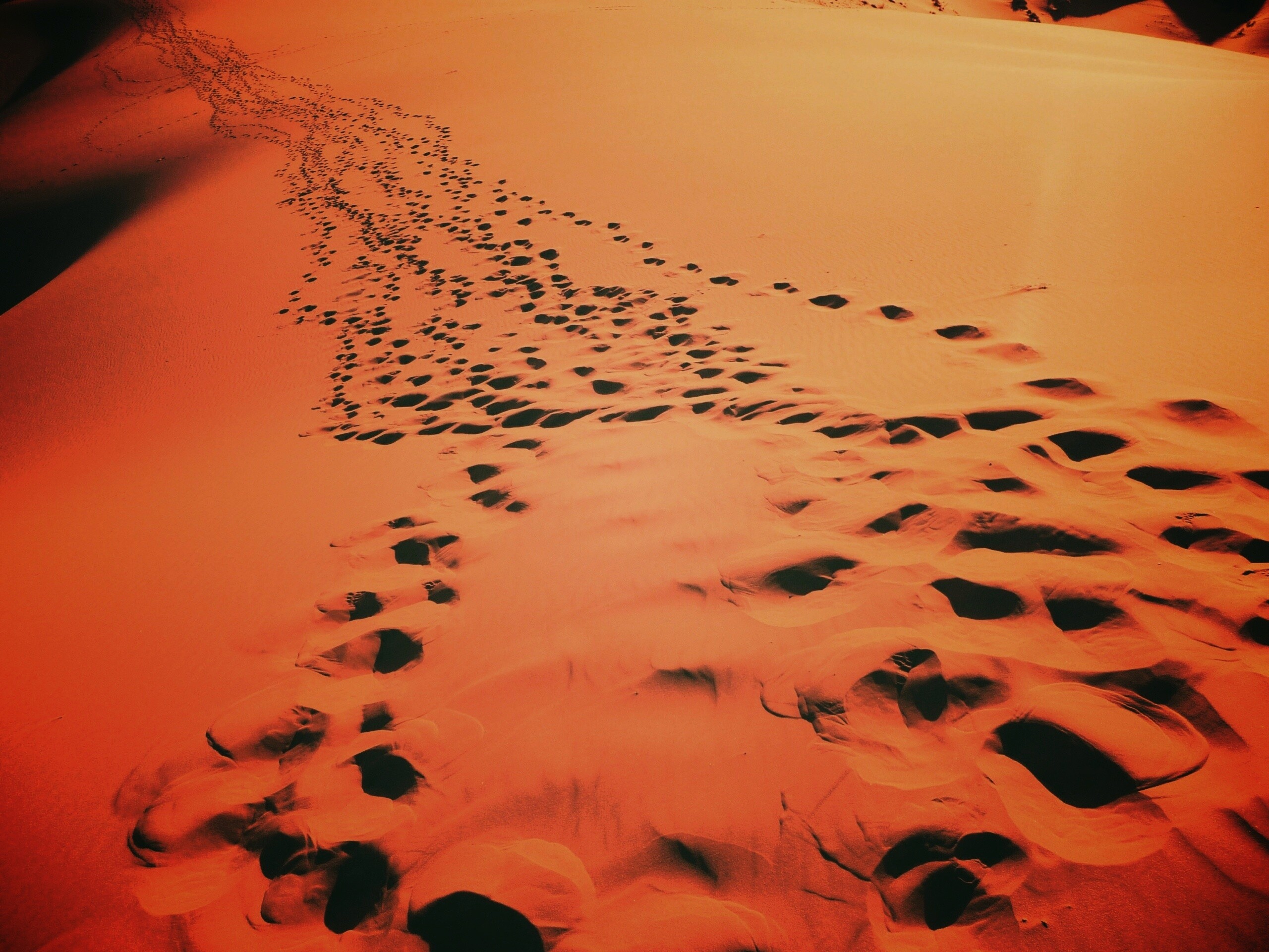 Следы в пустыне обои