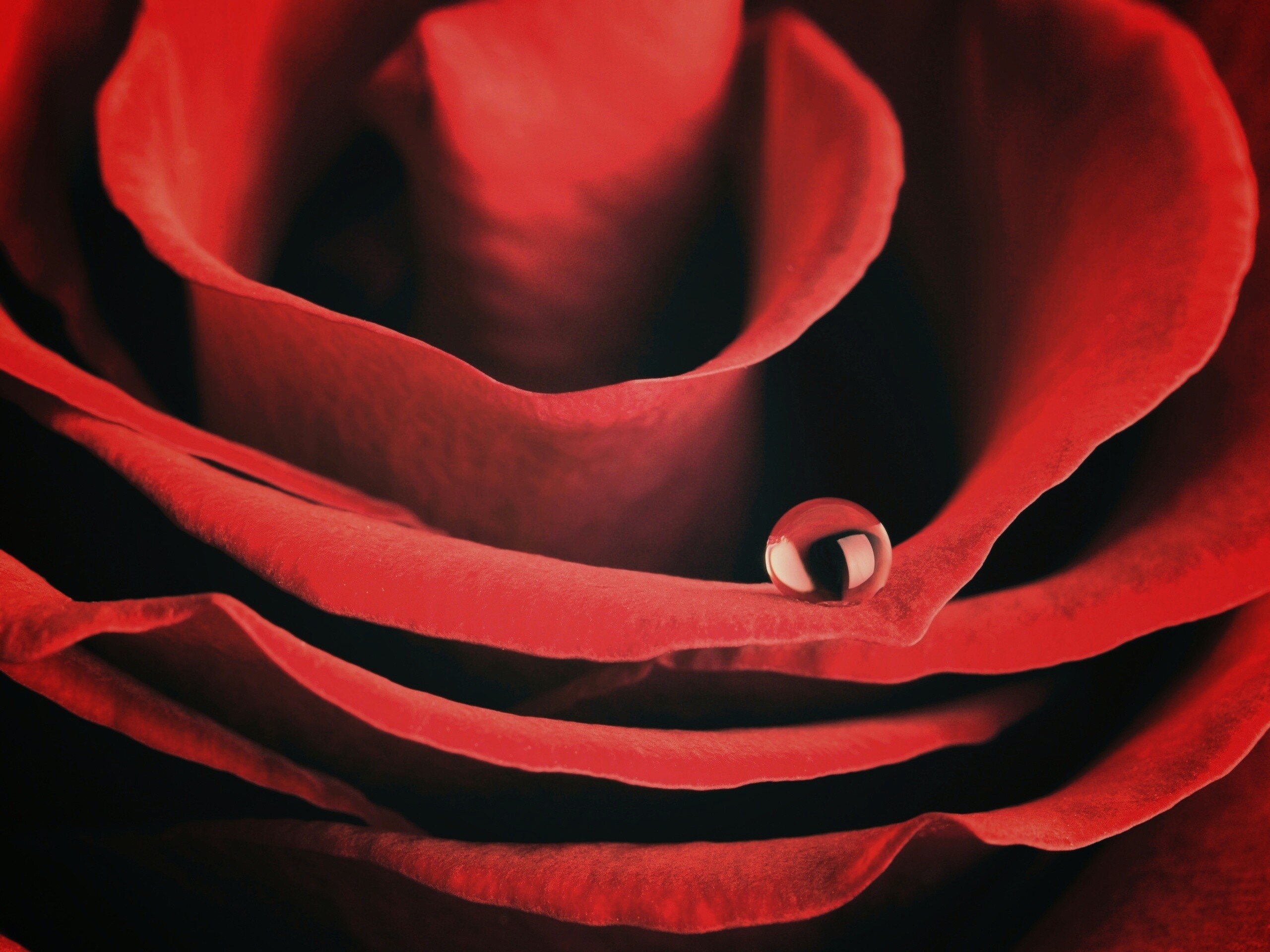 Капля воды на лепестке розы обои