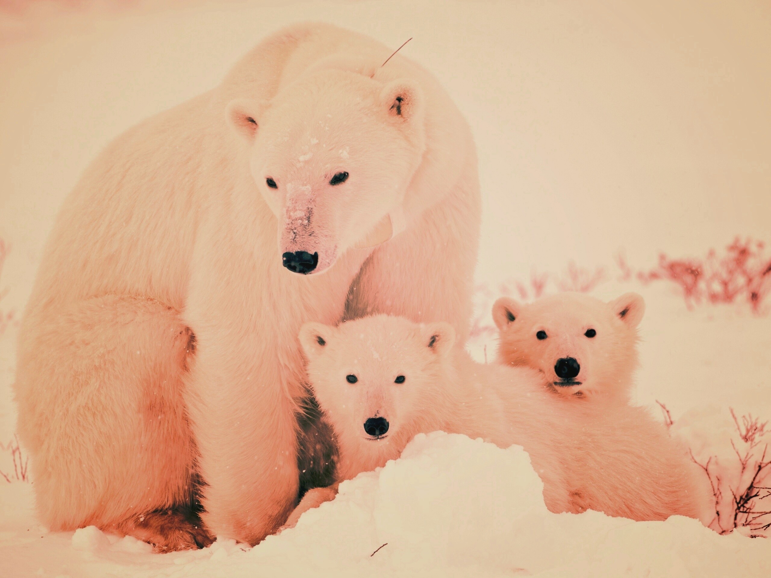 Белые медведи обои