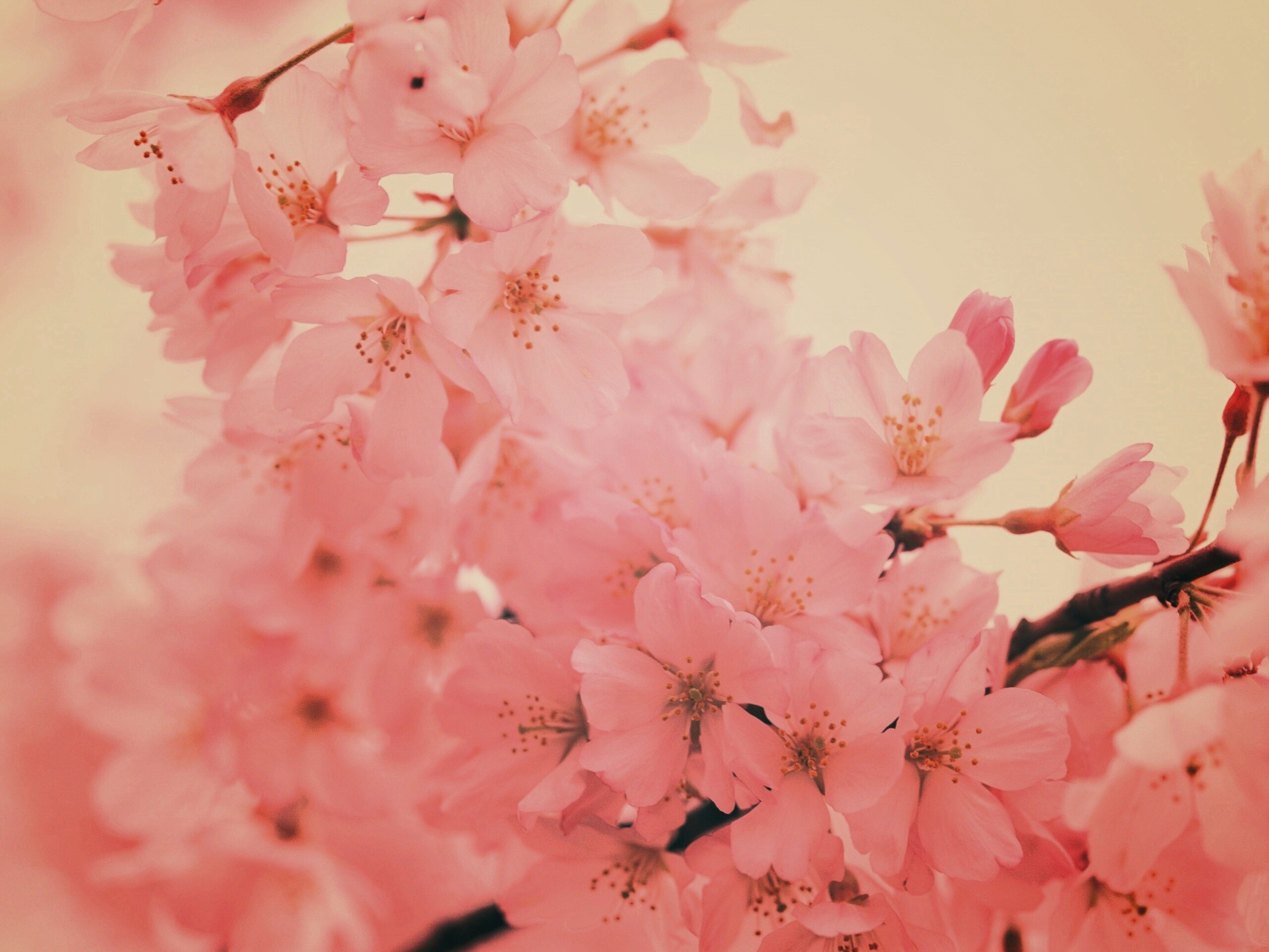 Цветение вишни обои