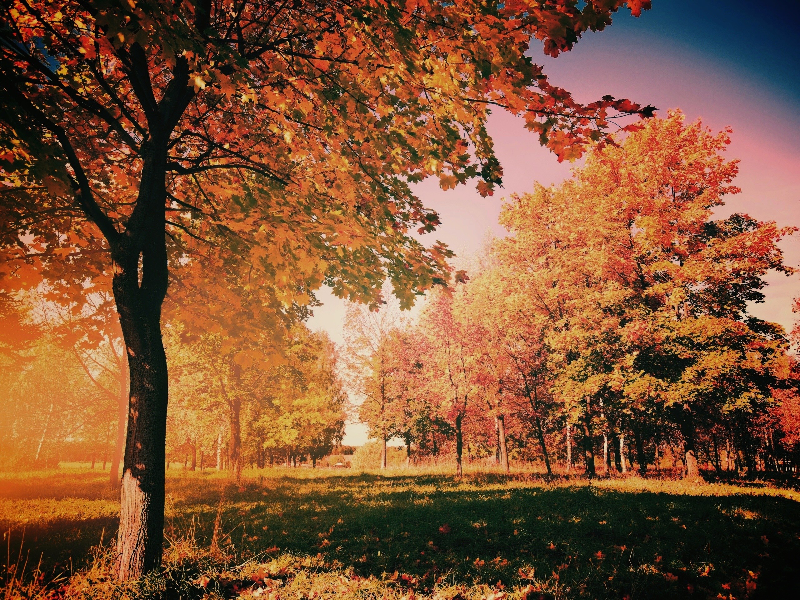 Осень в лесу обои