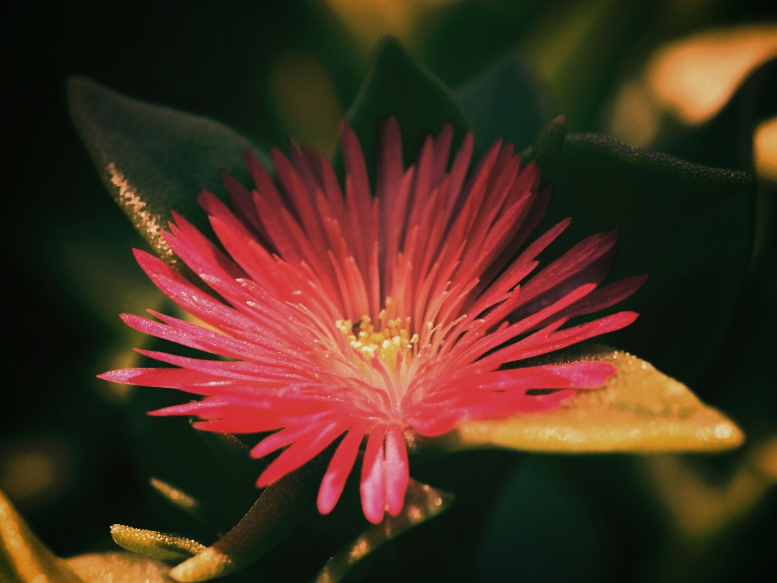 Чудесный цветок обои