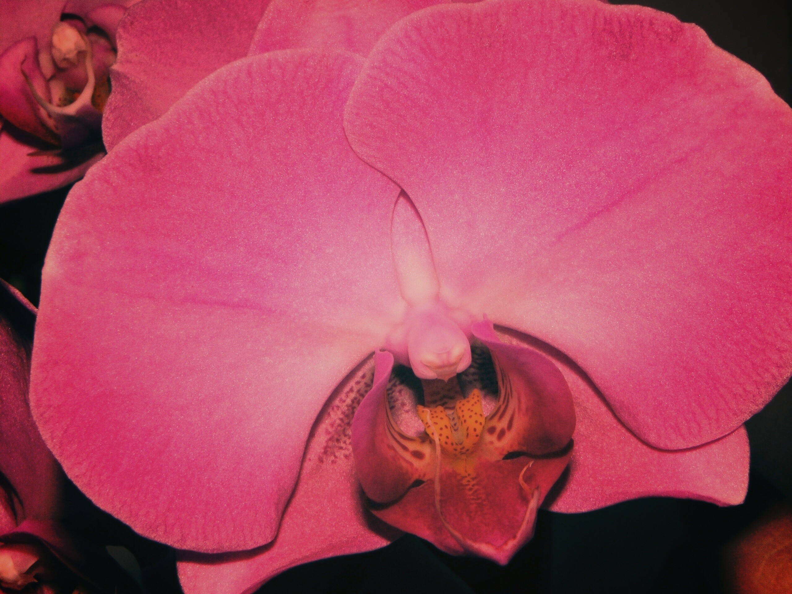 Фиолетовая орхидея обои