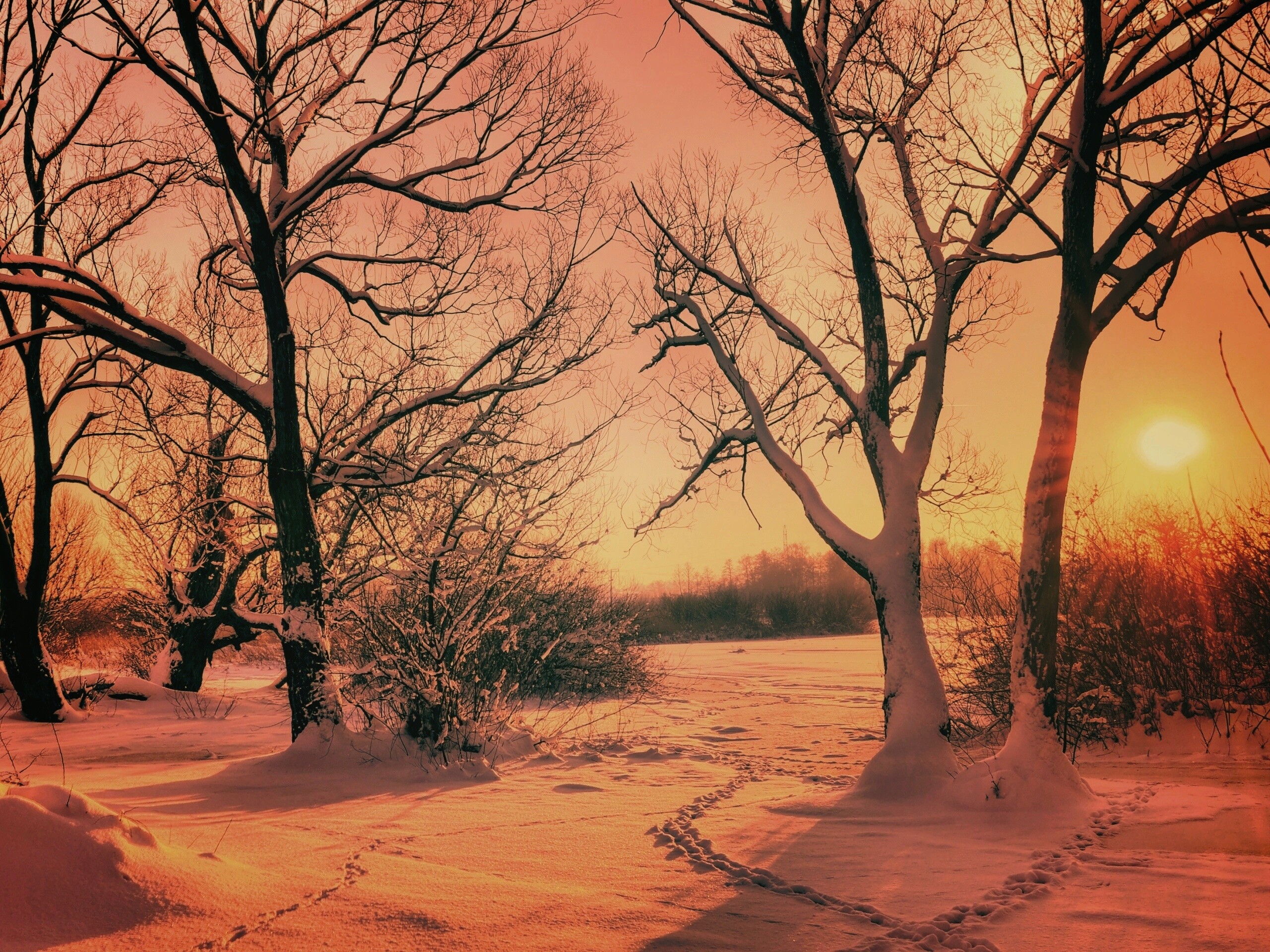 Солнечный свет в зимнем лесу обои