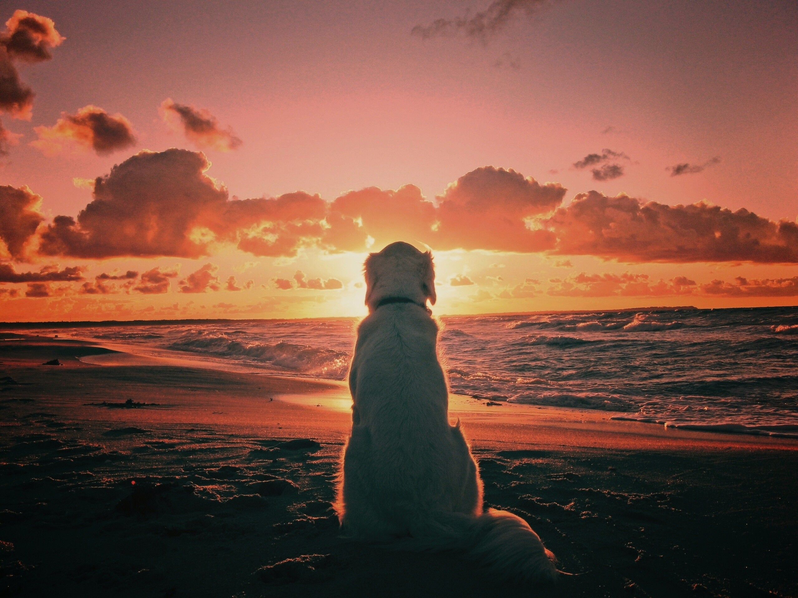 Собака наблюдающая закат на пляже обои