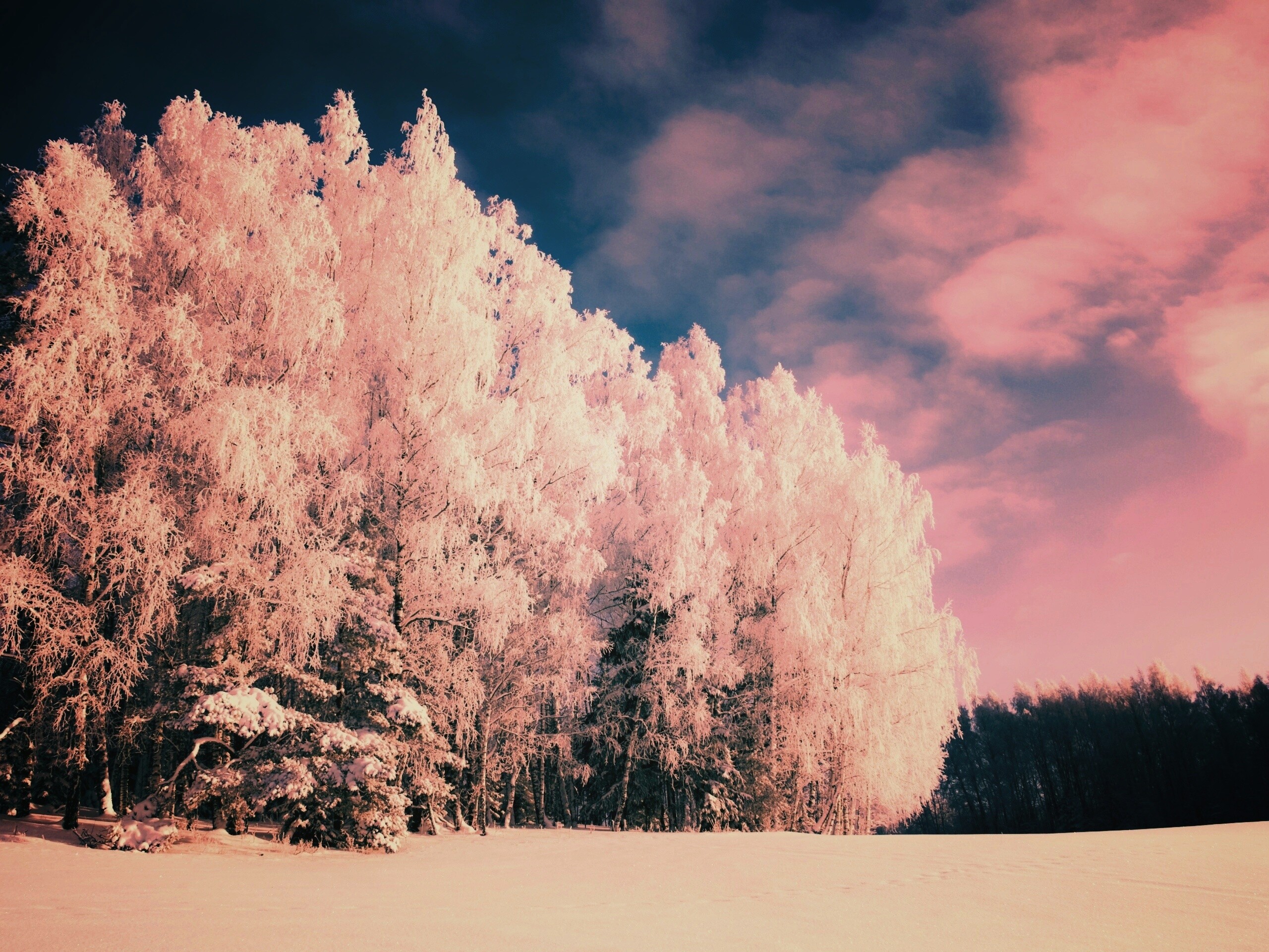 Заснеженные деревья обои